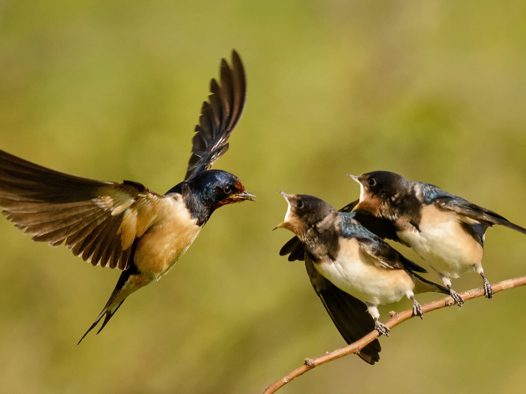 Barn swallow feeding chicks
