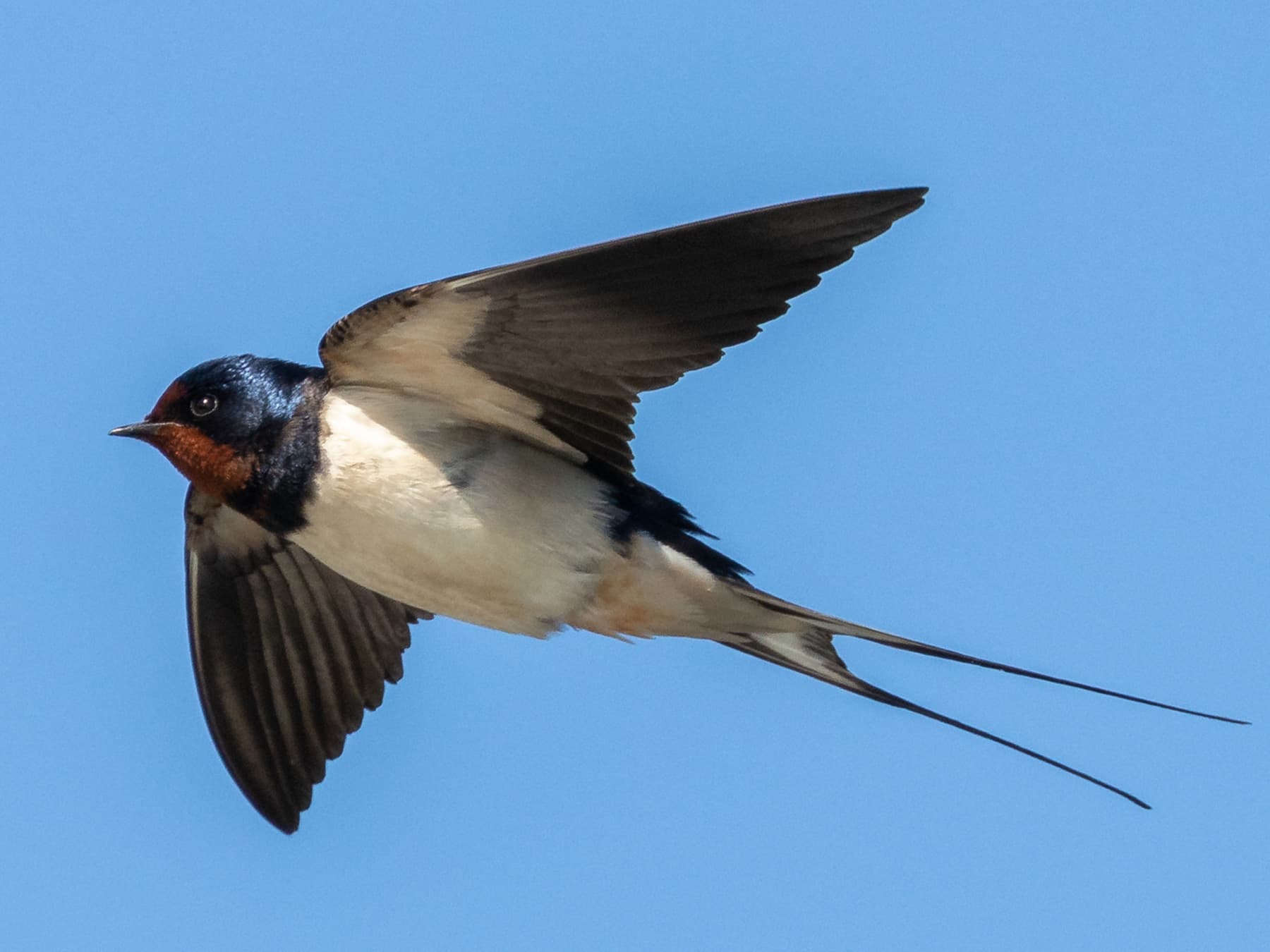 Barn Swallow in-flight over natural habitat