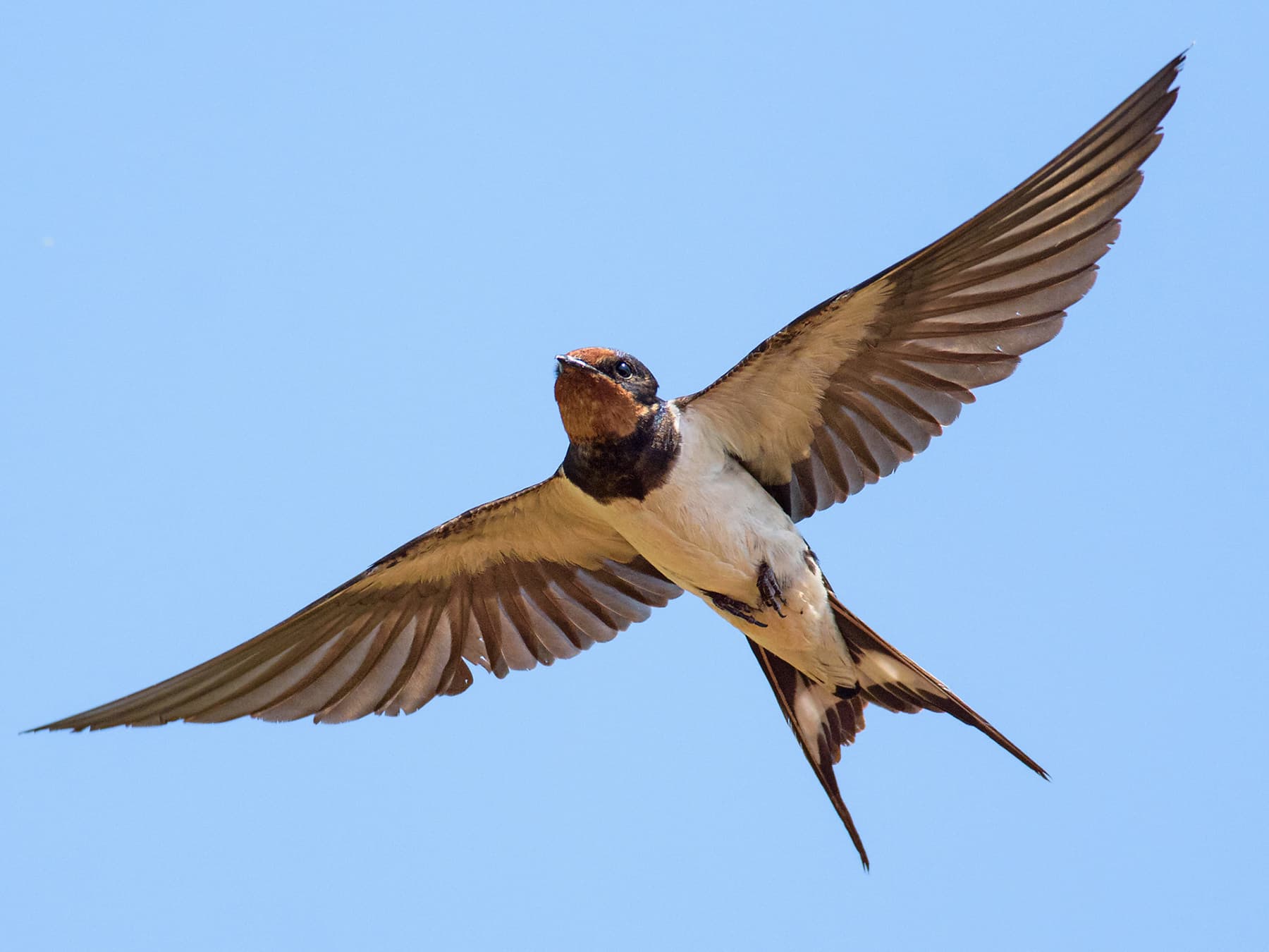 Barn Swallow in-flight