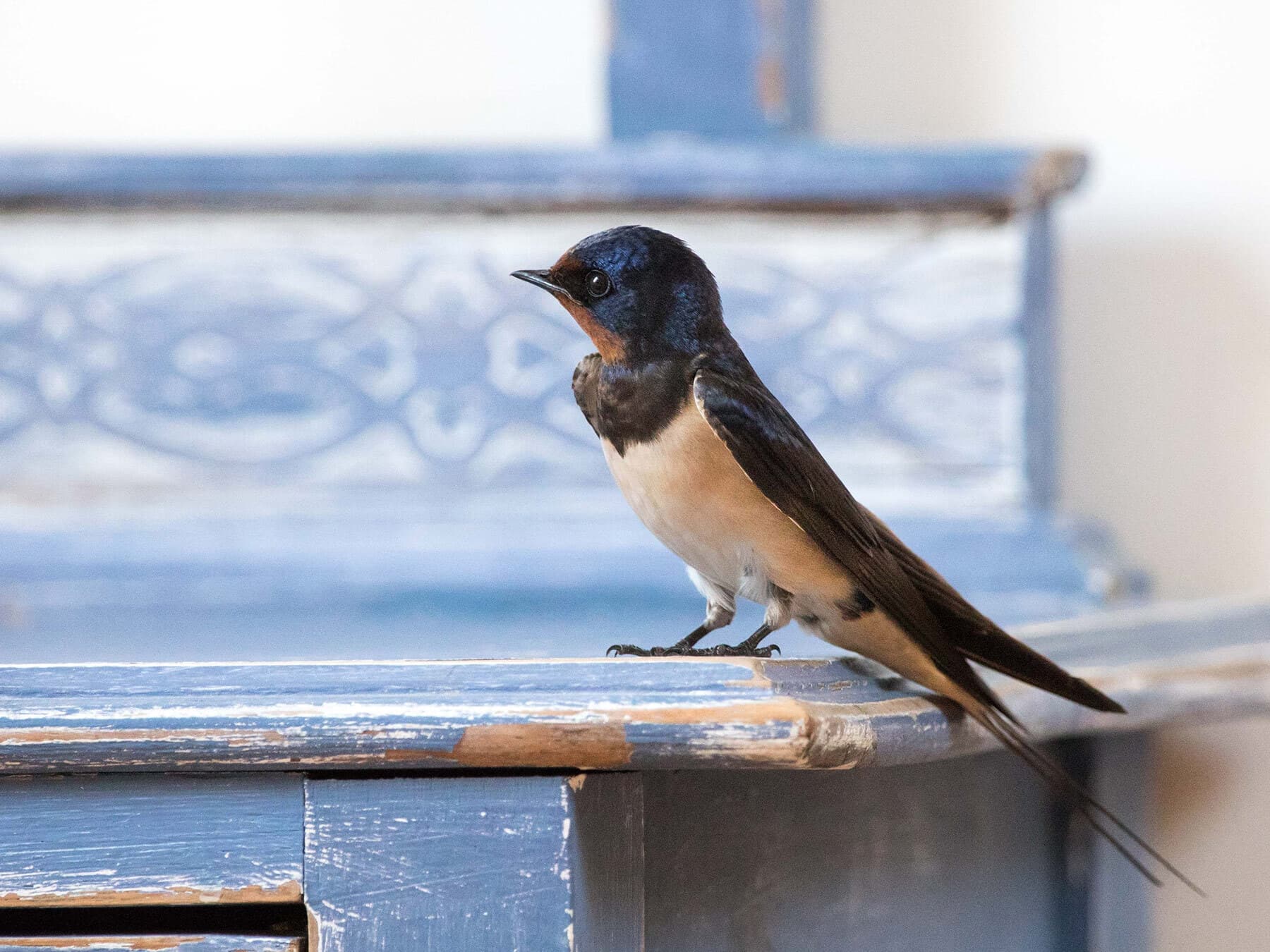 Barn swallow inside house