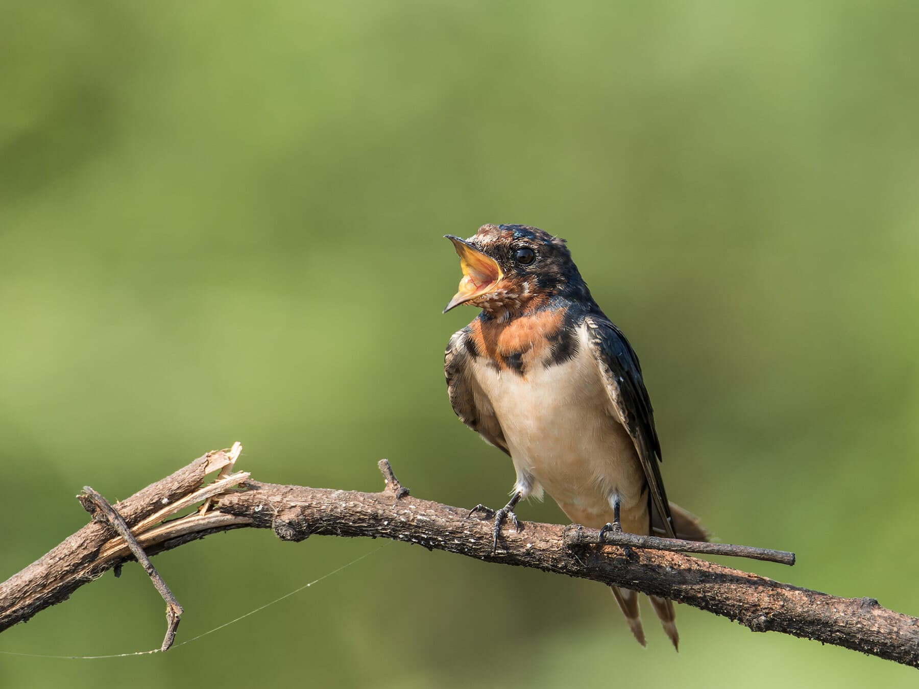 Barn swallow molt
