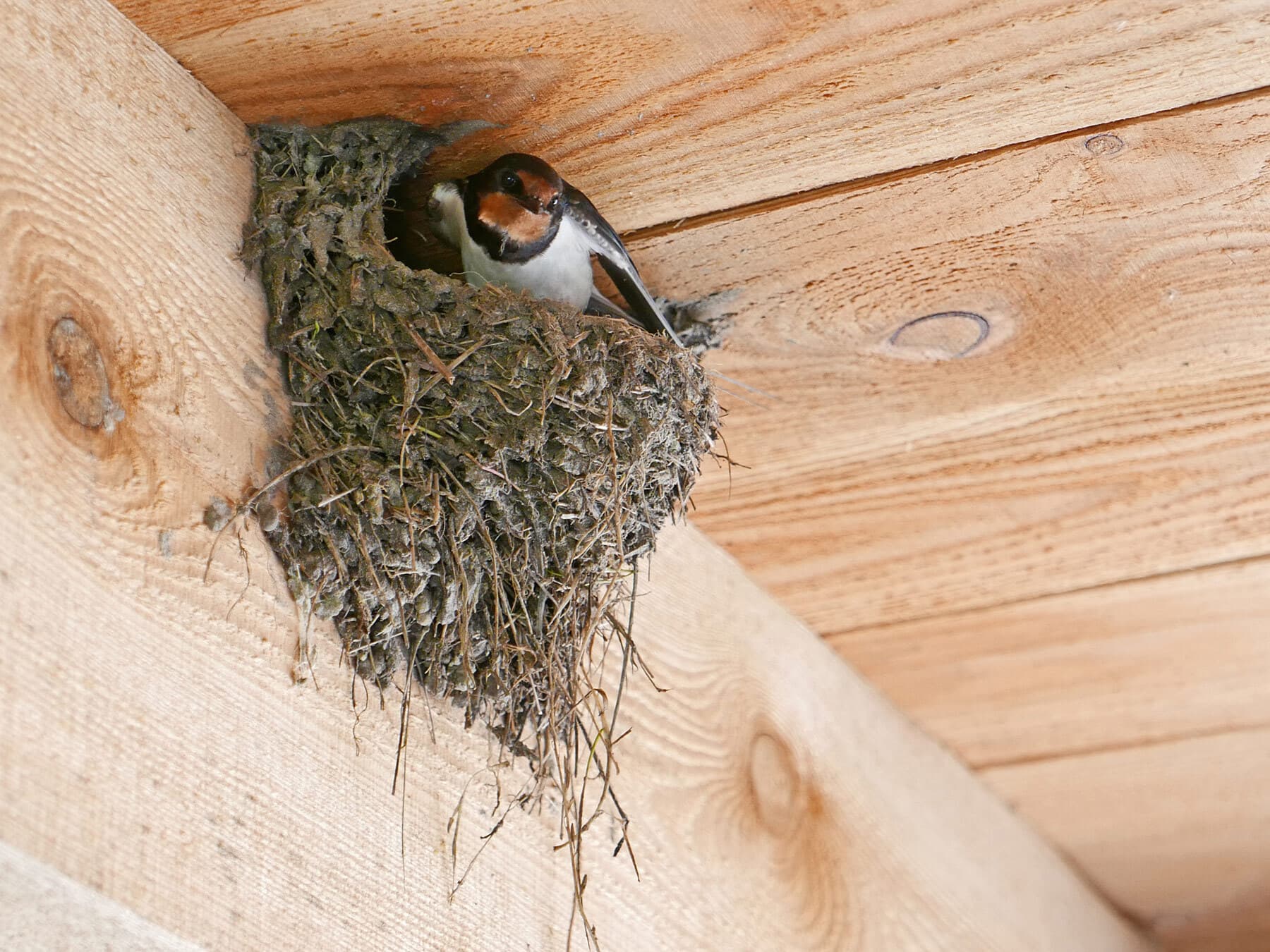 Barn swallow nest