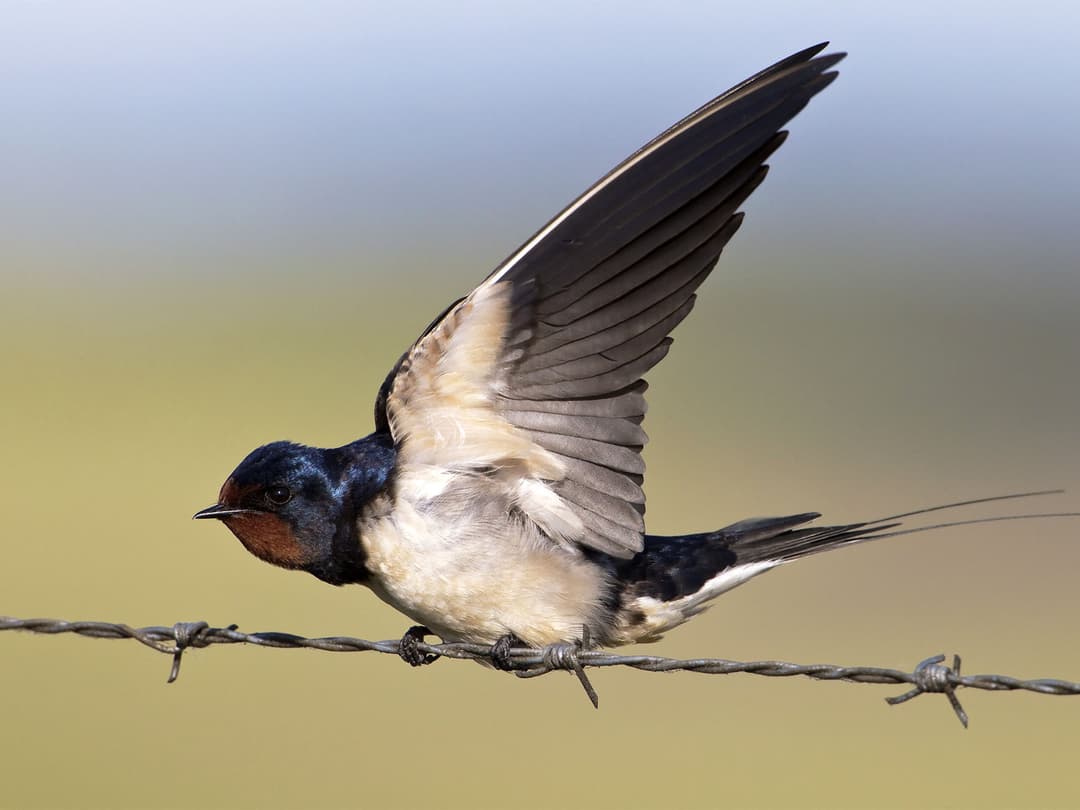vision-adaptations-and-capabilities-birdfact