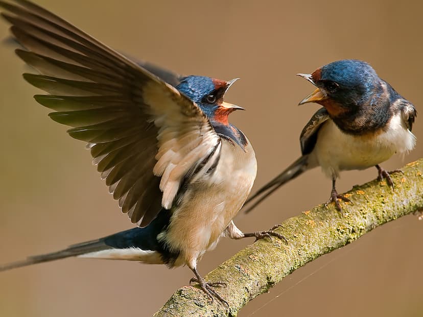 Barn Swallow | Birdfact