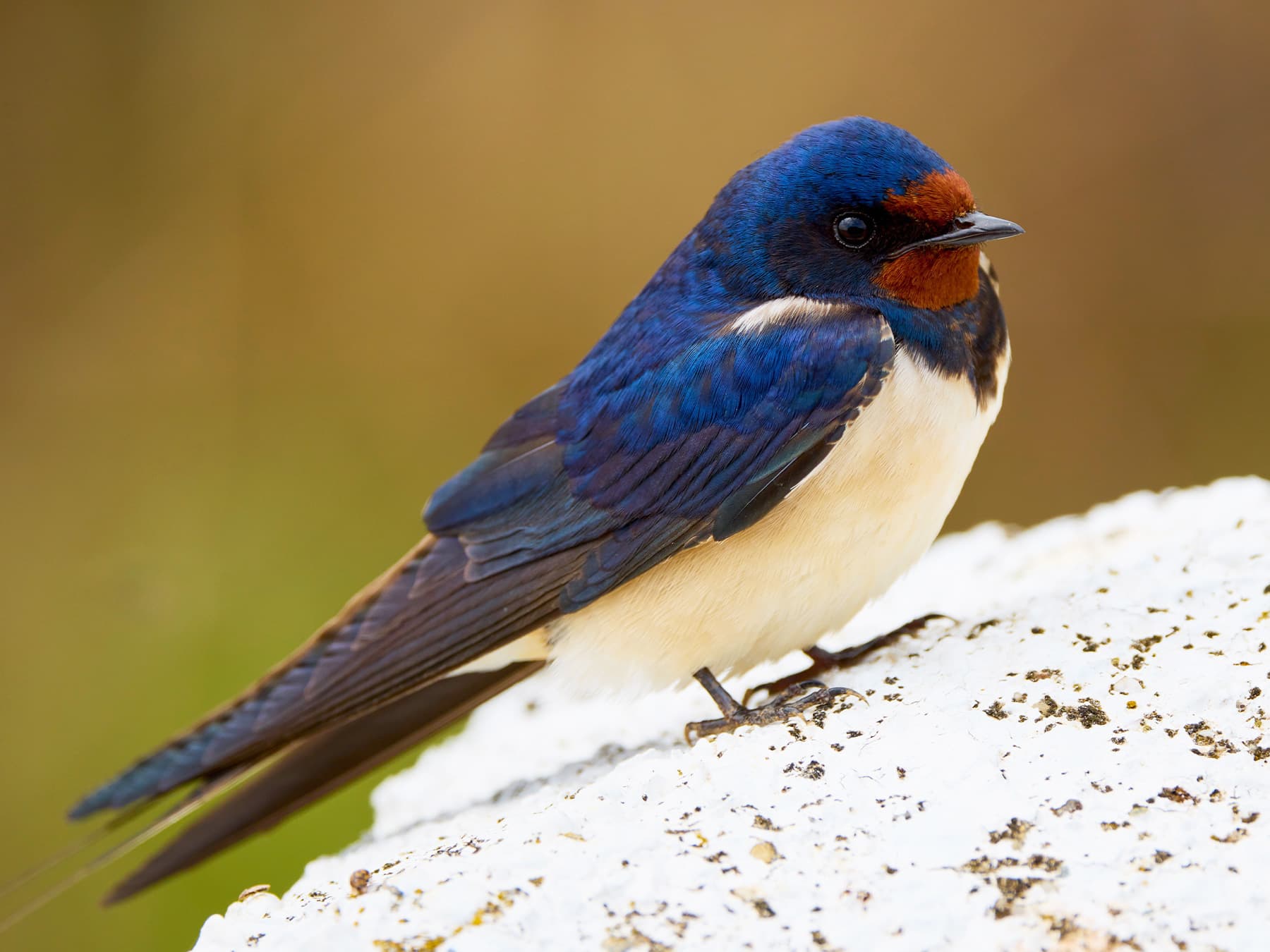 House Sparrow perching on a small rock
