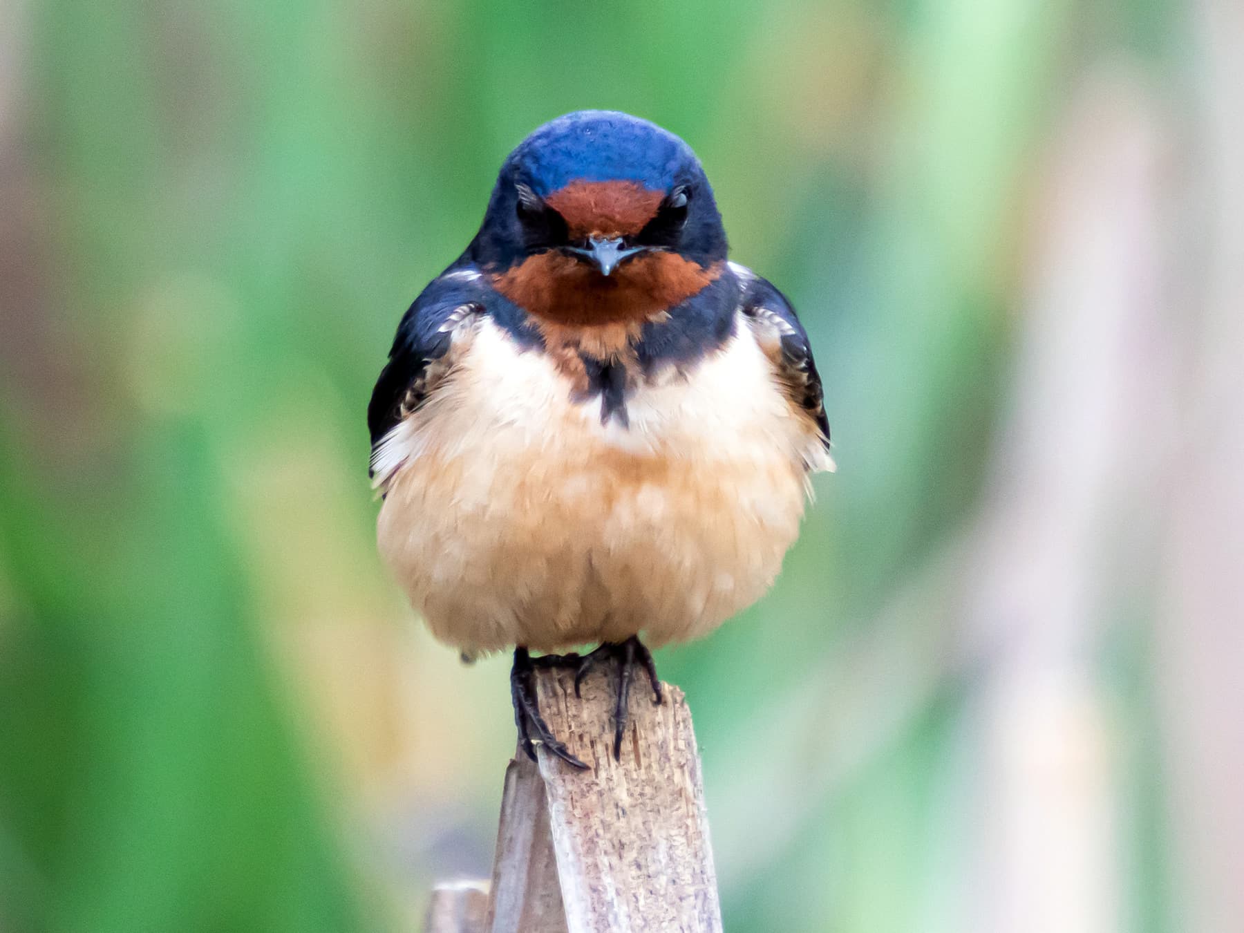 Barn Swallow perching on a cattail in the marshes