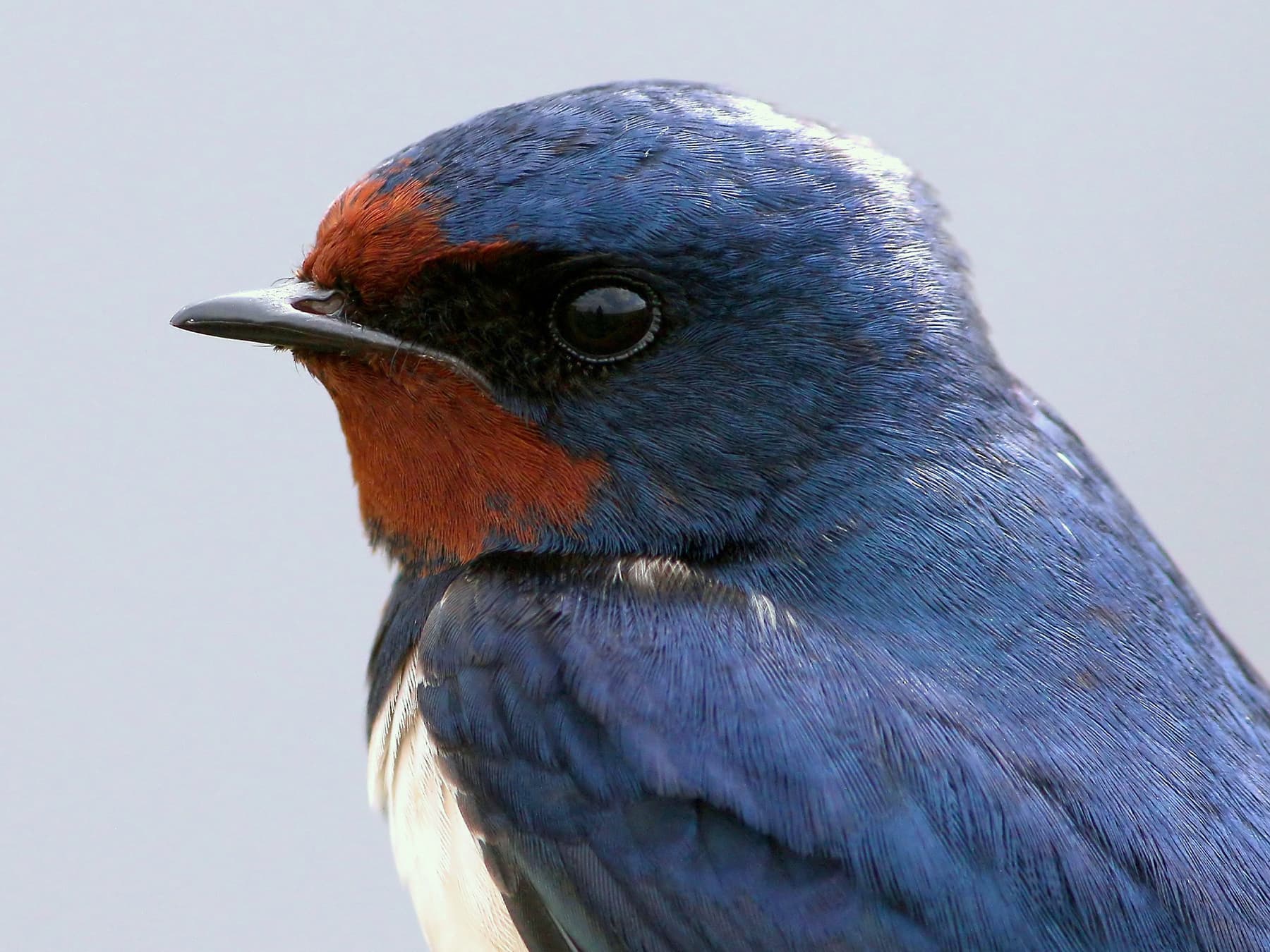 House Swallow portrait