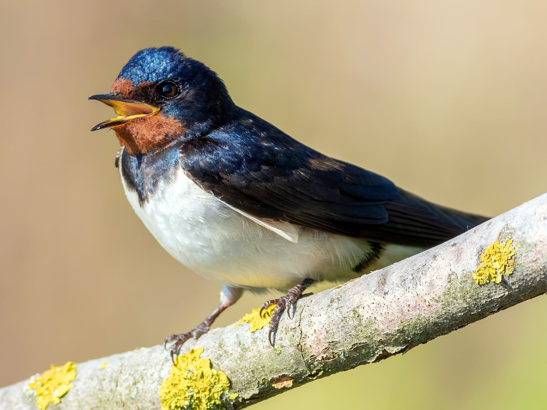 Barn Swallow perching on a branch twittering