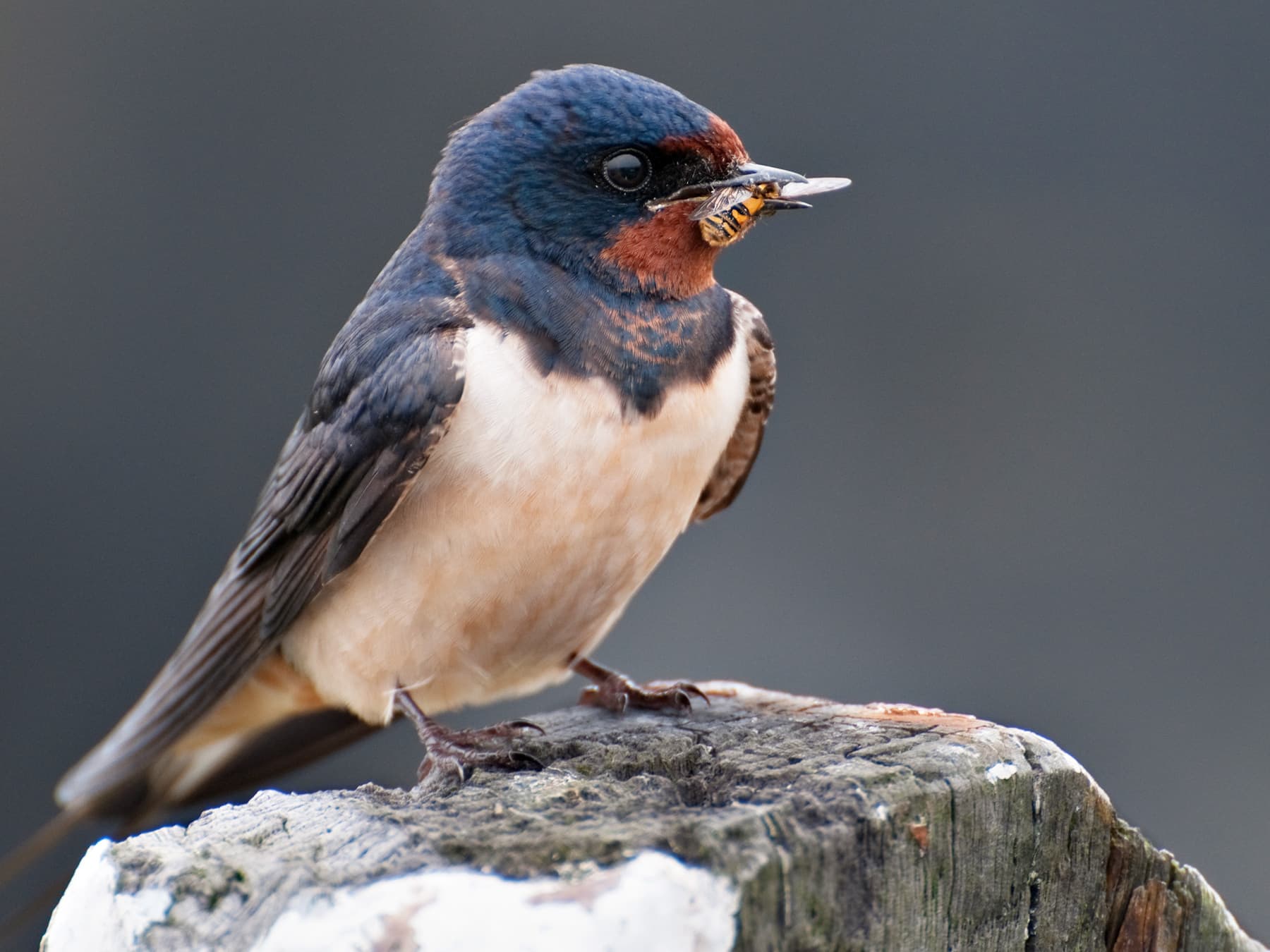 Barn Swallow feeding on a hover fly
