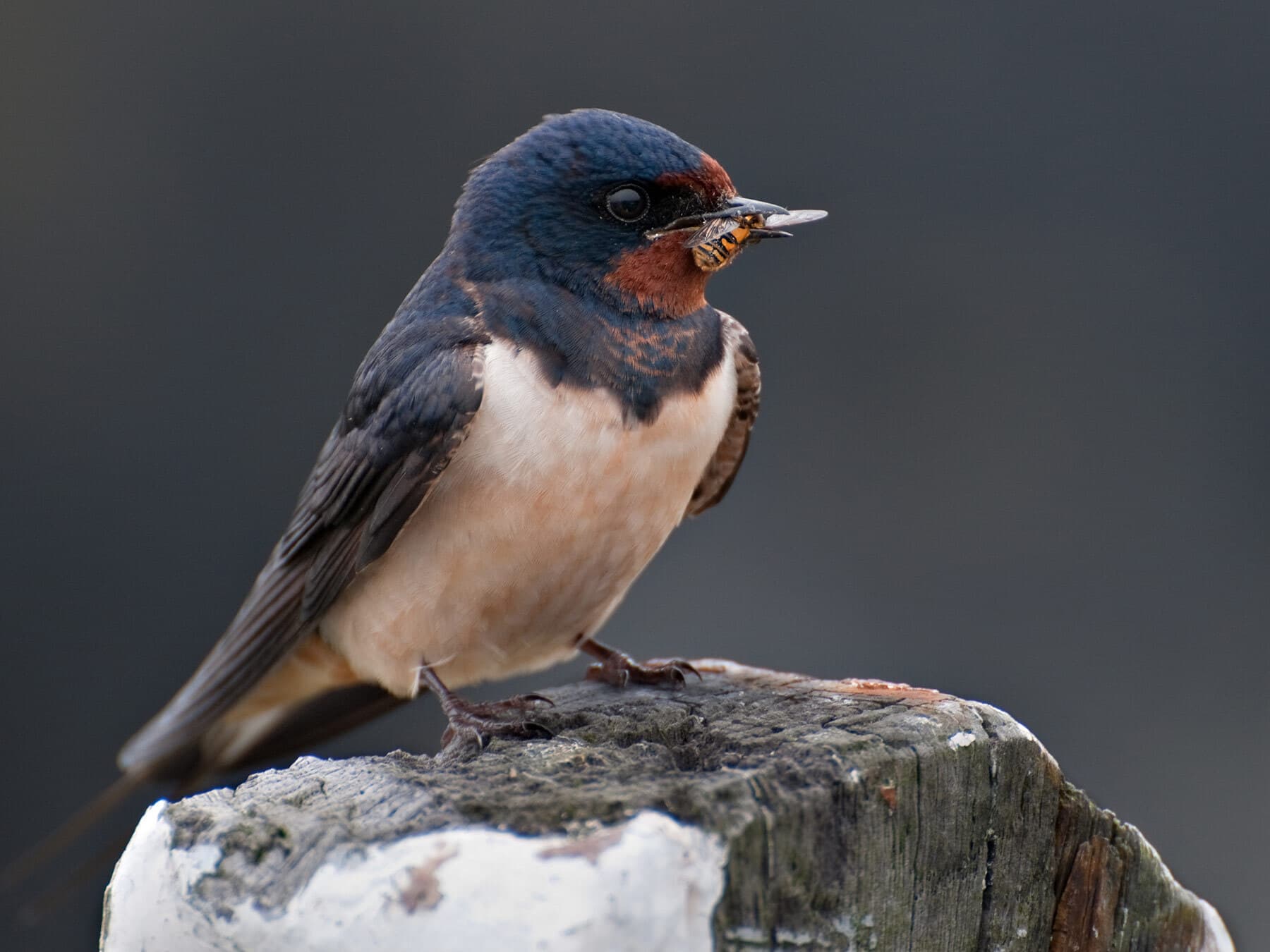 Barn swallow with insect