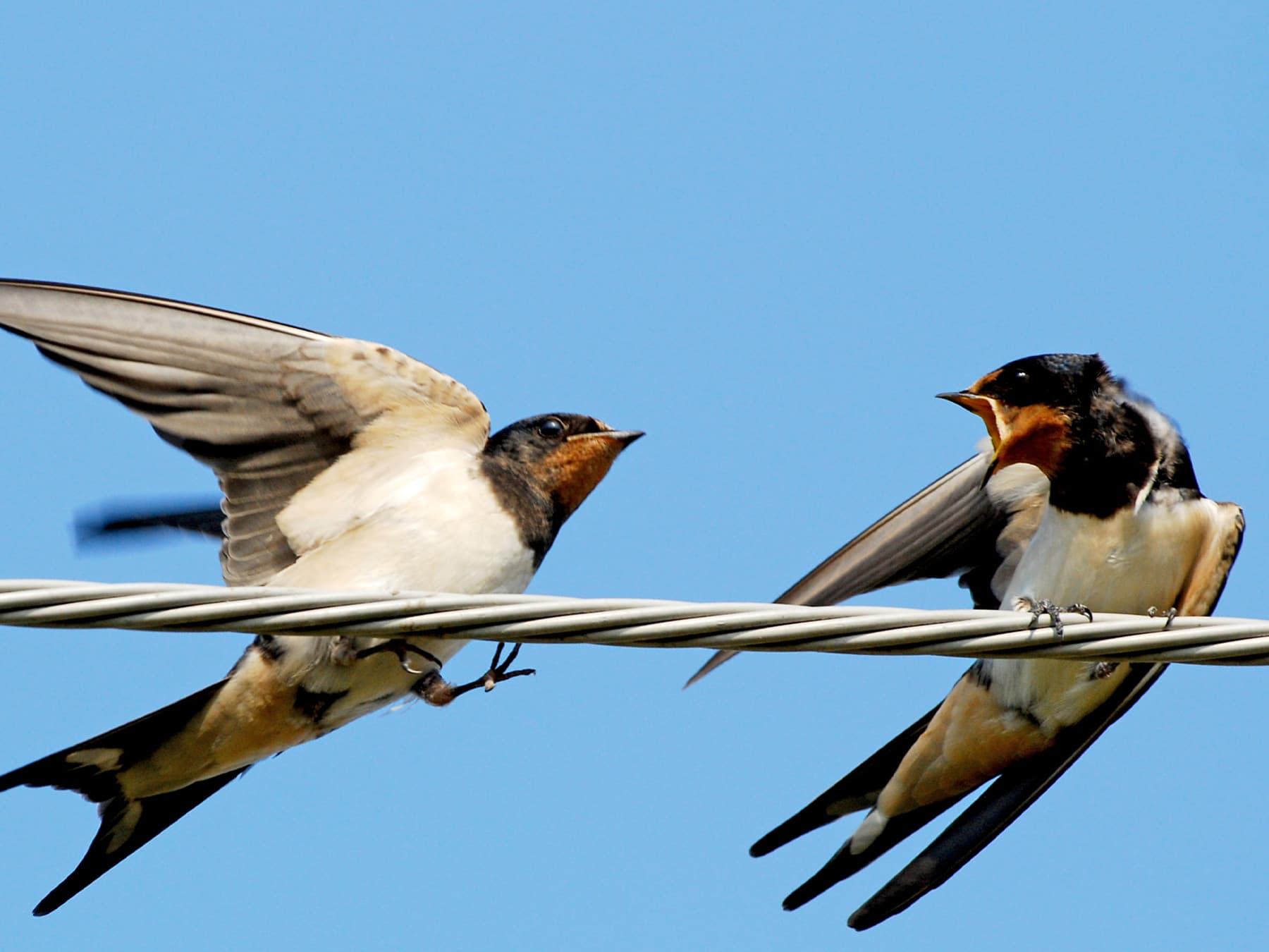 Two Barn Swallows in conflict