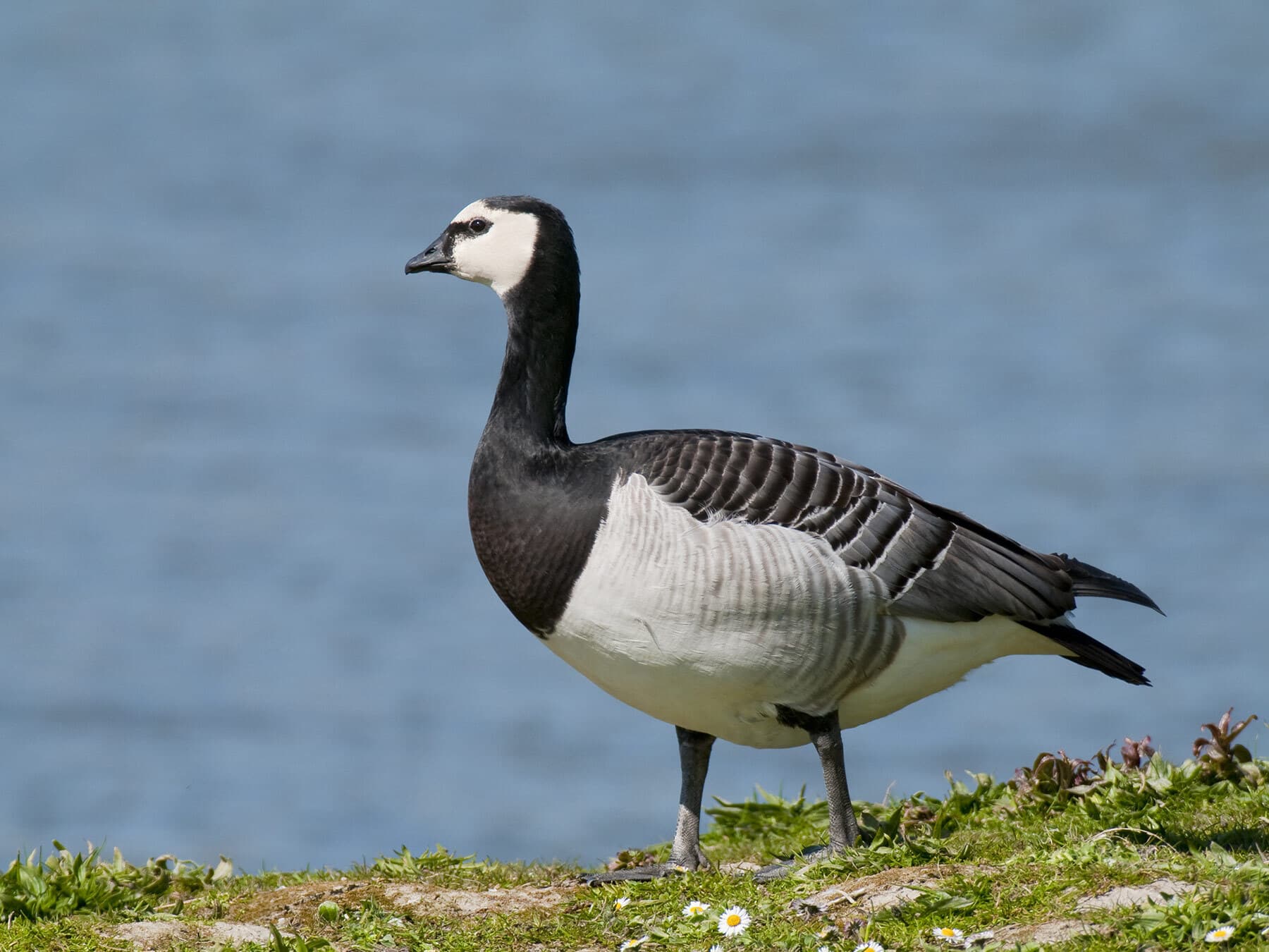 Barnackle goose uk