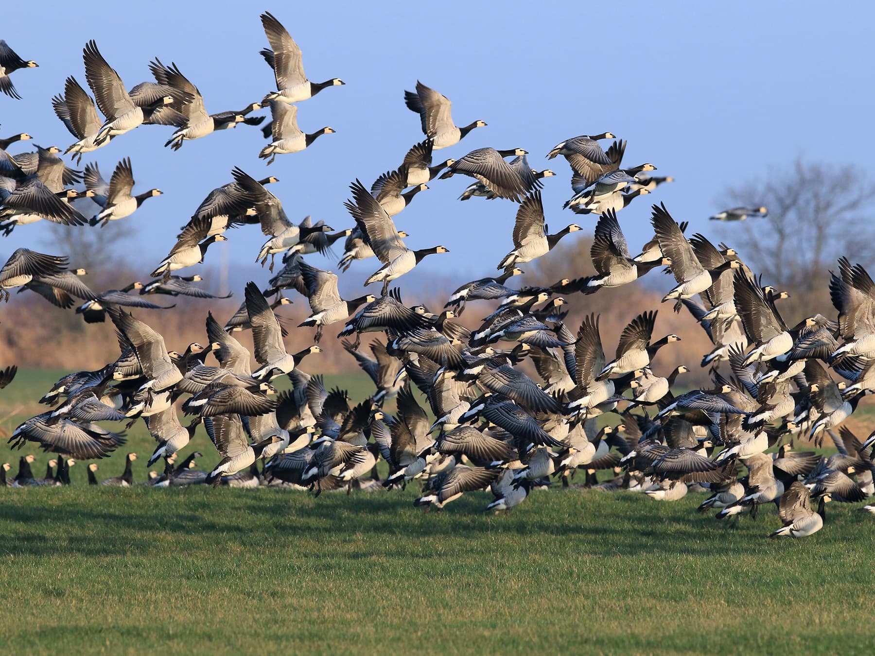 Barnacle Geese taking-off from natural habitat