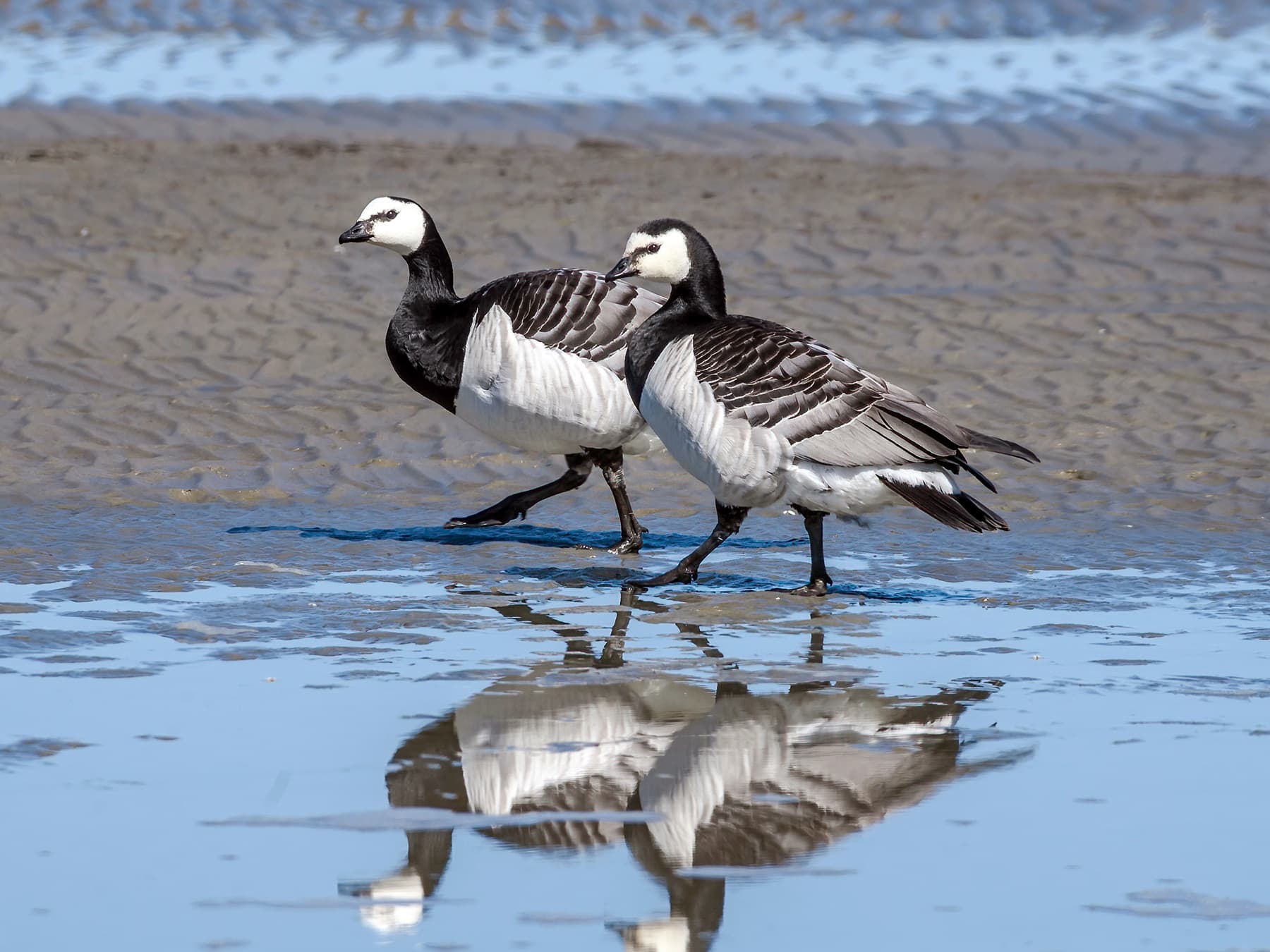 Pair of Barnacle Geese walking along the coast