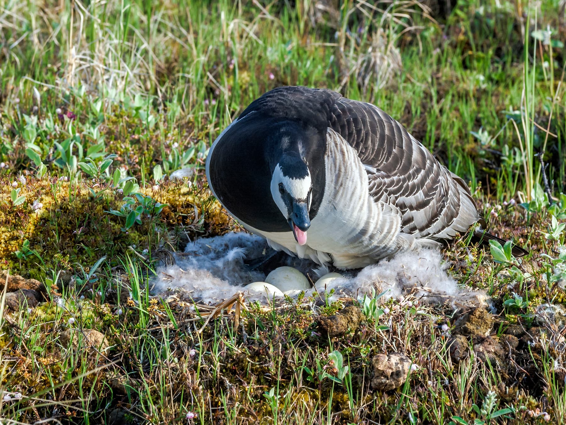 Barnacle Goose at its nest