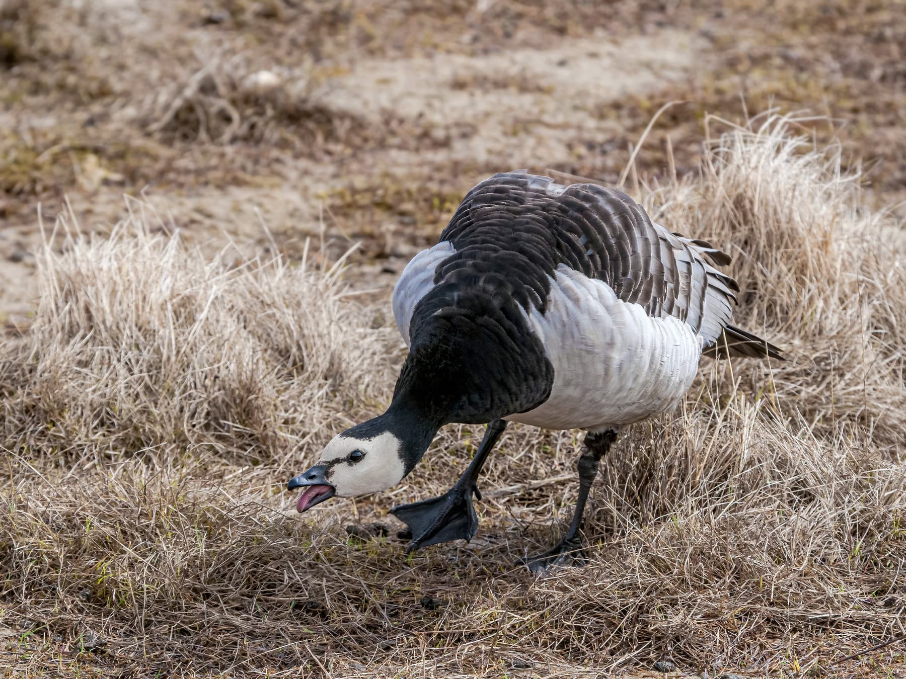 Barnacle Goose being protective