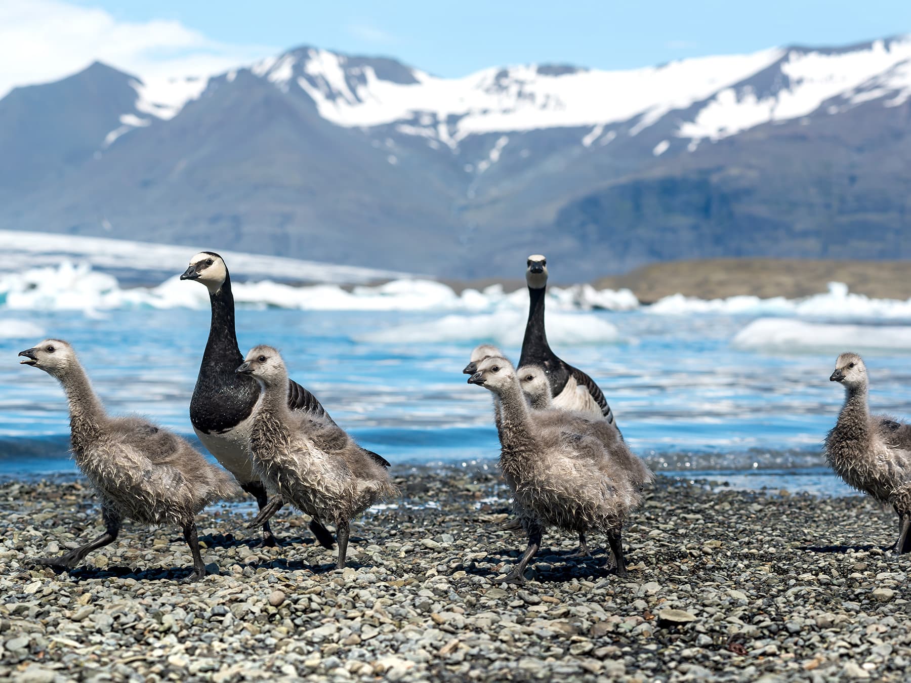 Barnacle Goose family in the wintertime