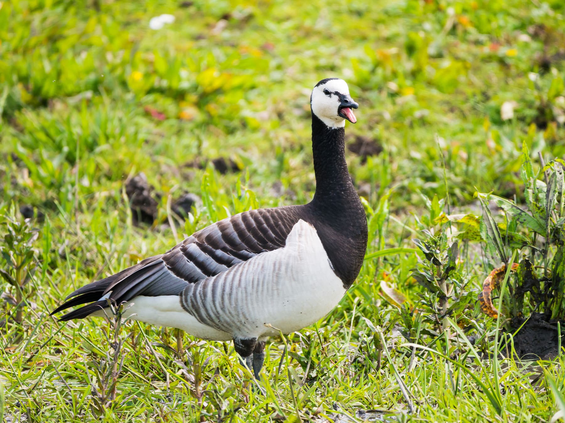 Barnacle Goose honking