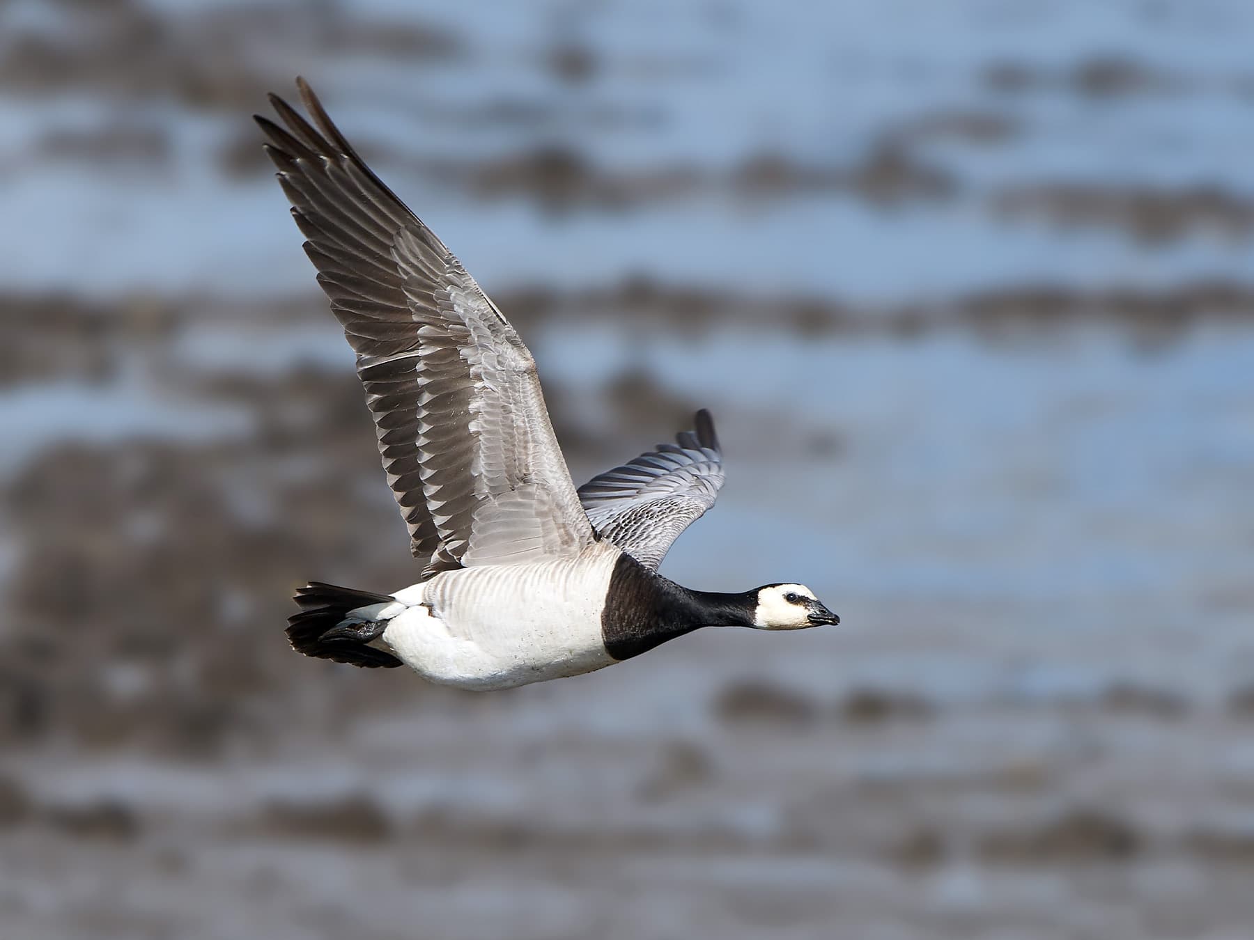 Barnacle Goose in-flight over the marshes