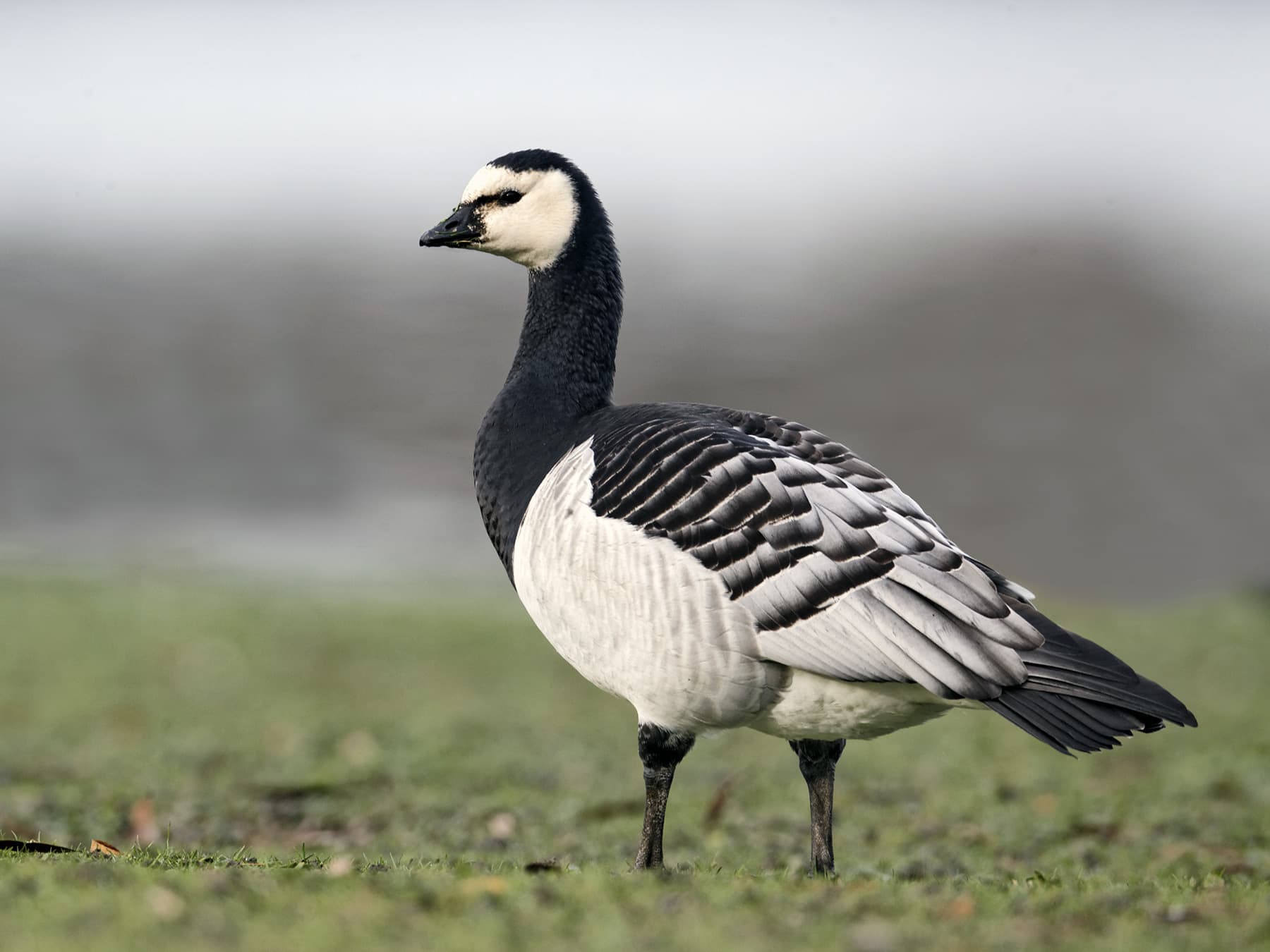 Barnacle Goose walking on grassland