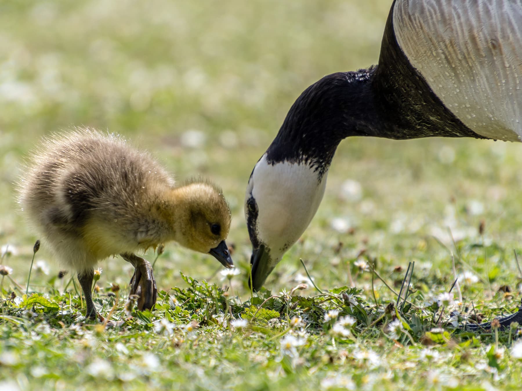 Barnacle Goose parent feeding with gosling