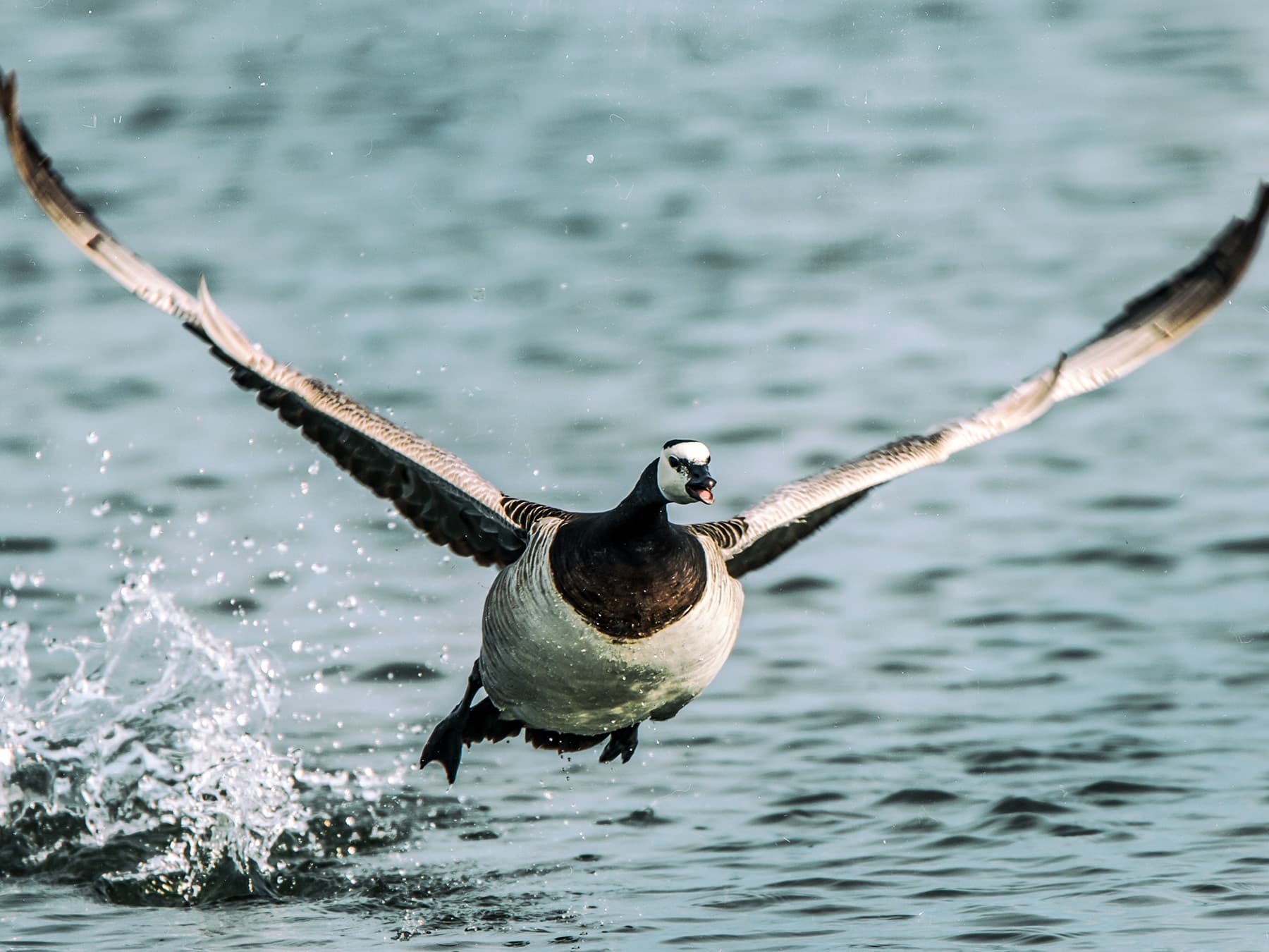 Barnacle Goose taking-off from the water
