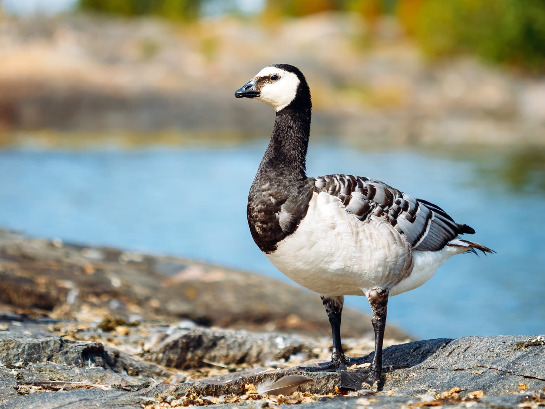 Barnacle Goose