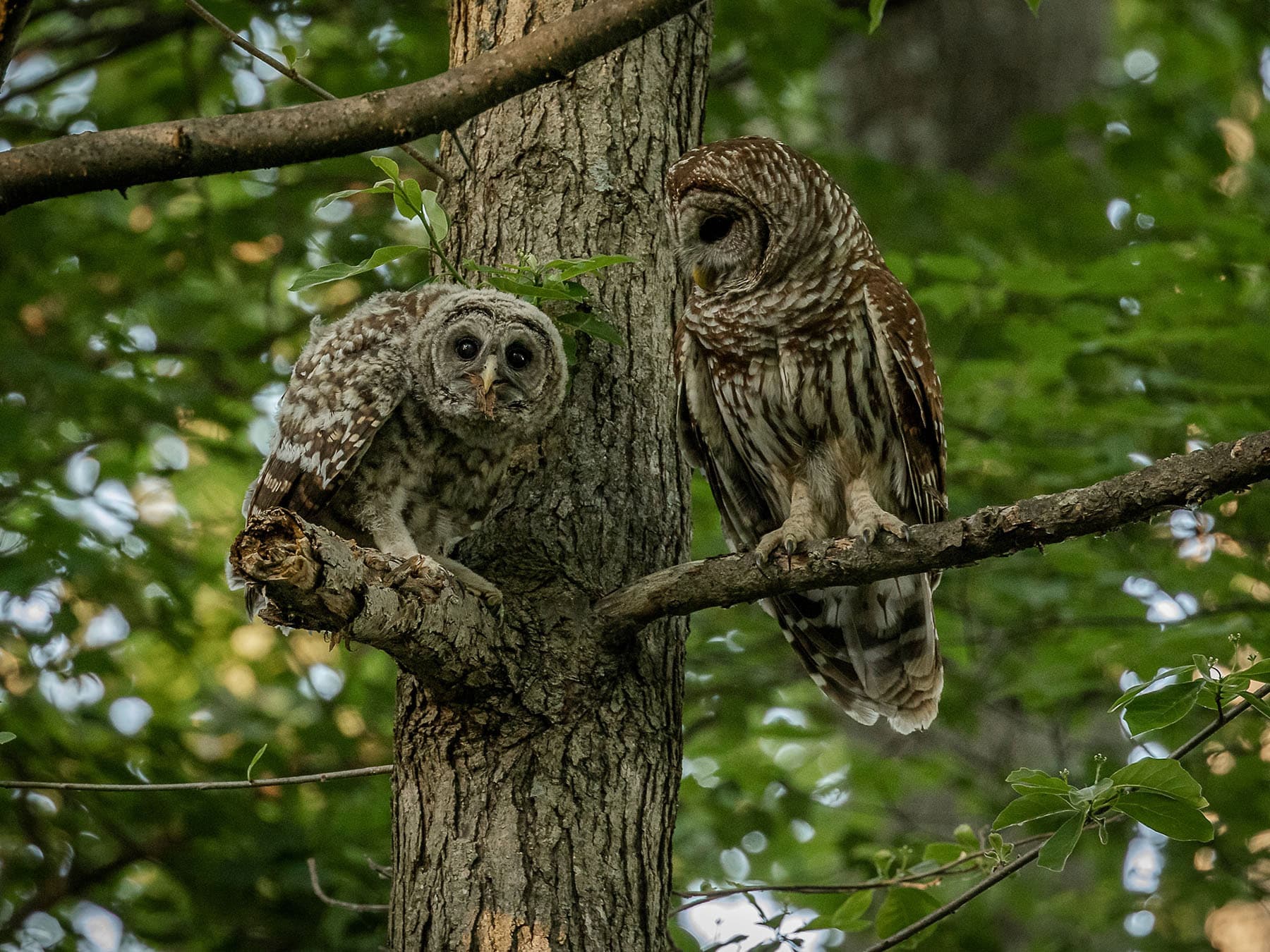 Barred owl adult and chick