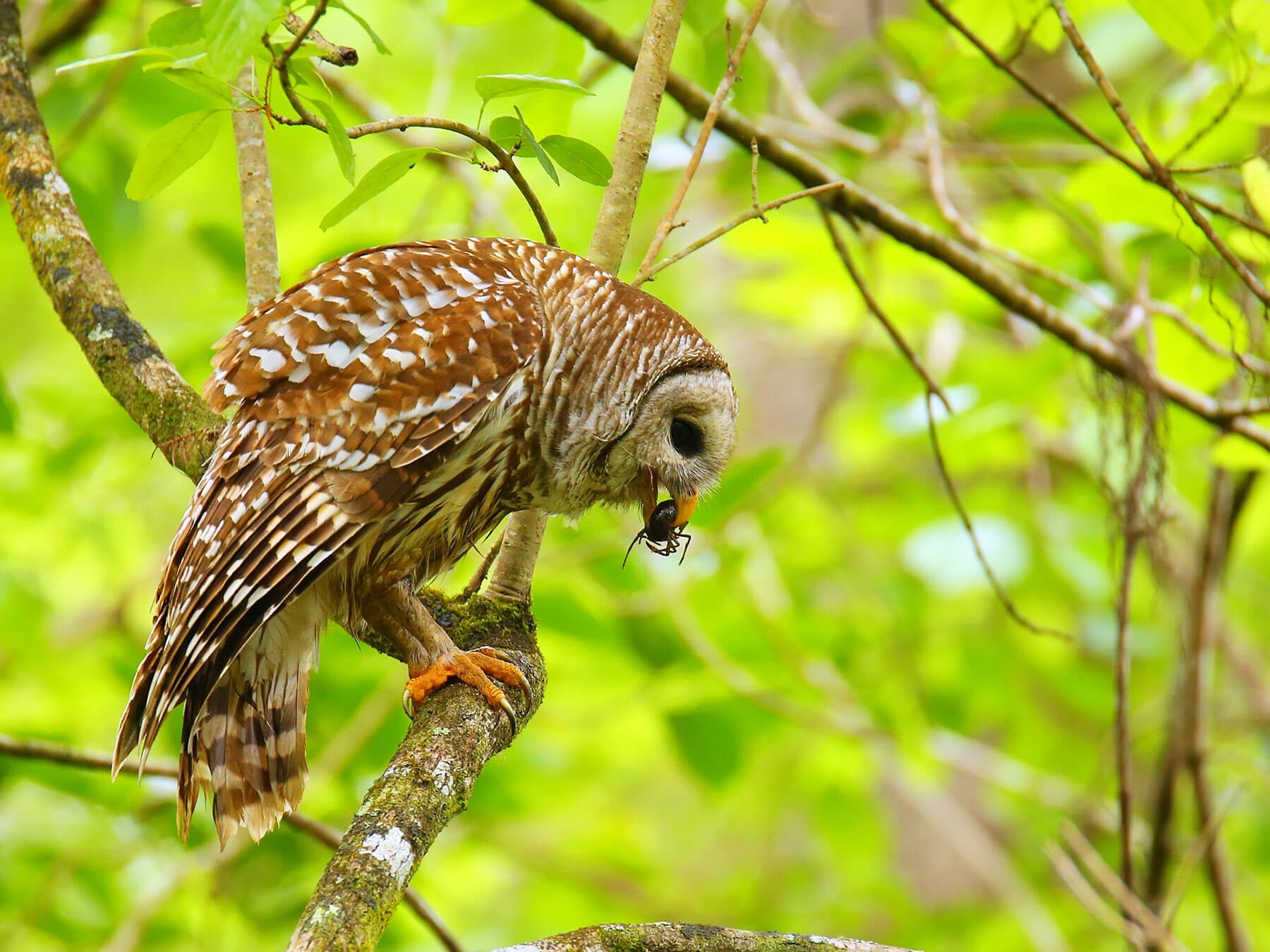 Barred owl eating crayfish