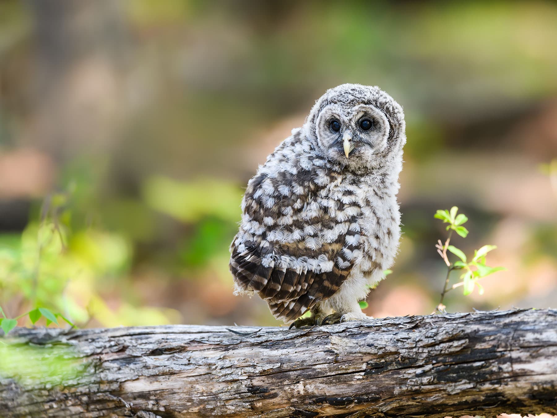 Barred owl fledgling