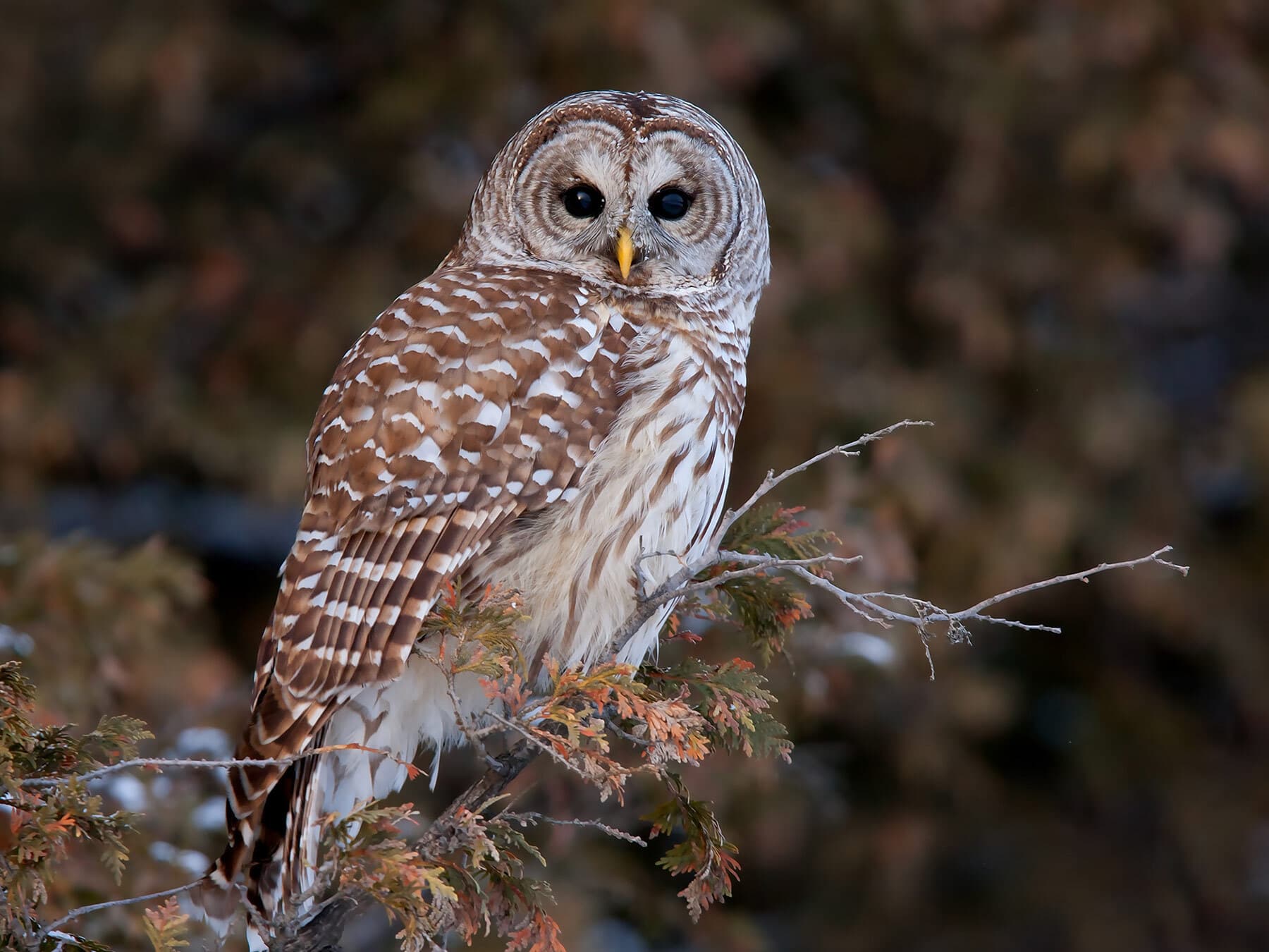 Barred owl hoot