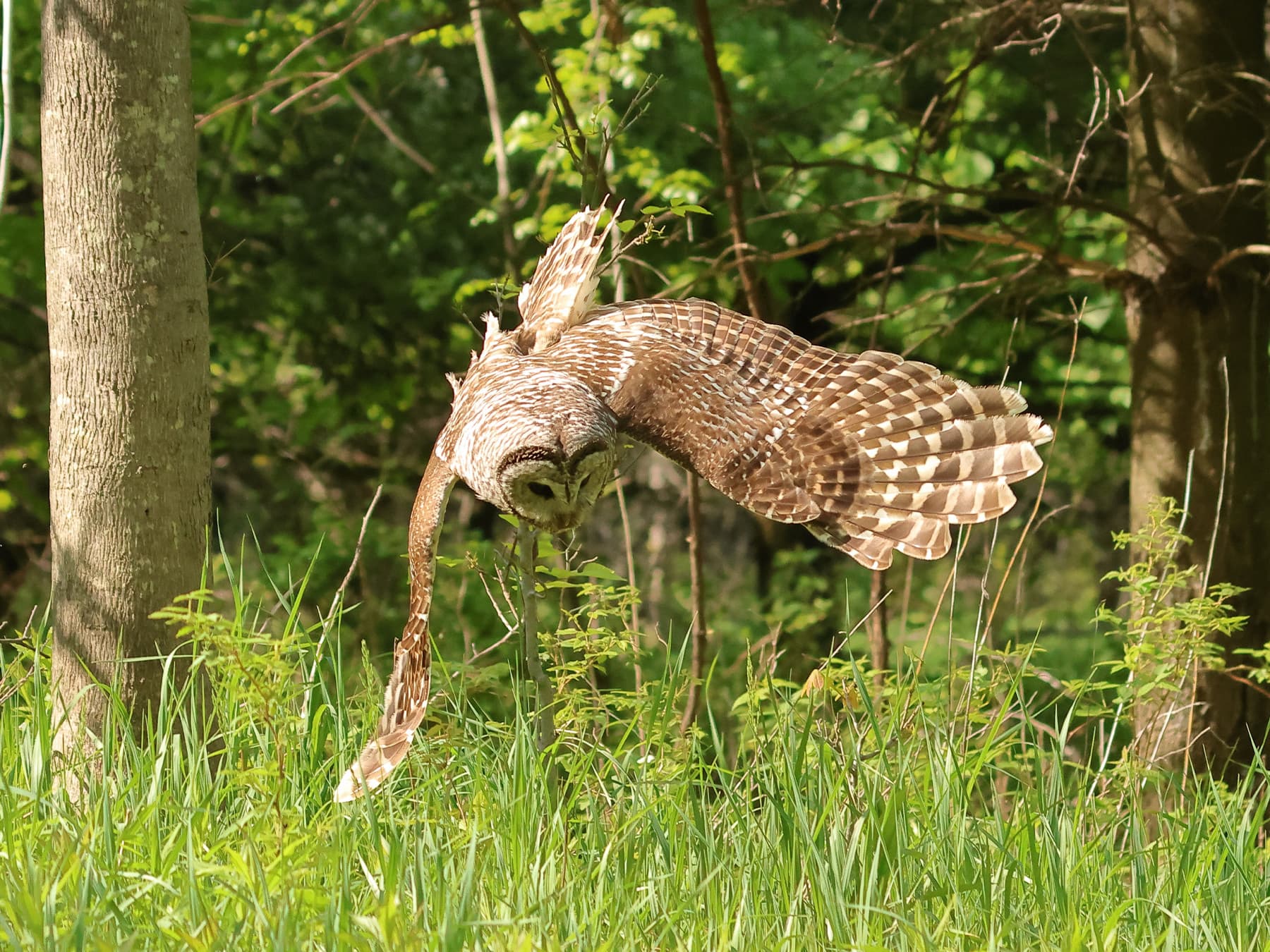 Barred Owl hunting in the forest