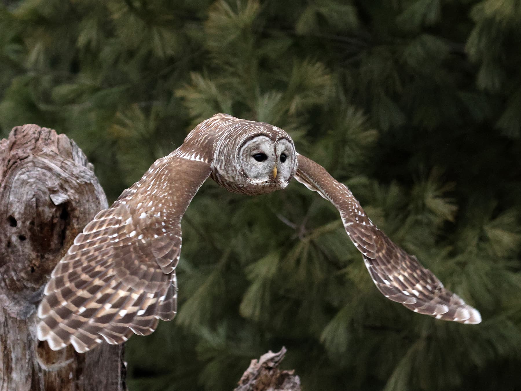 Barred Owl in-flight in woodland habitat