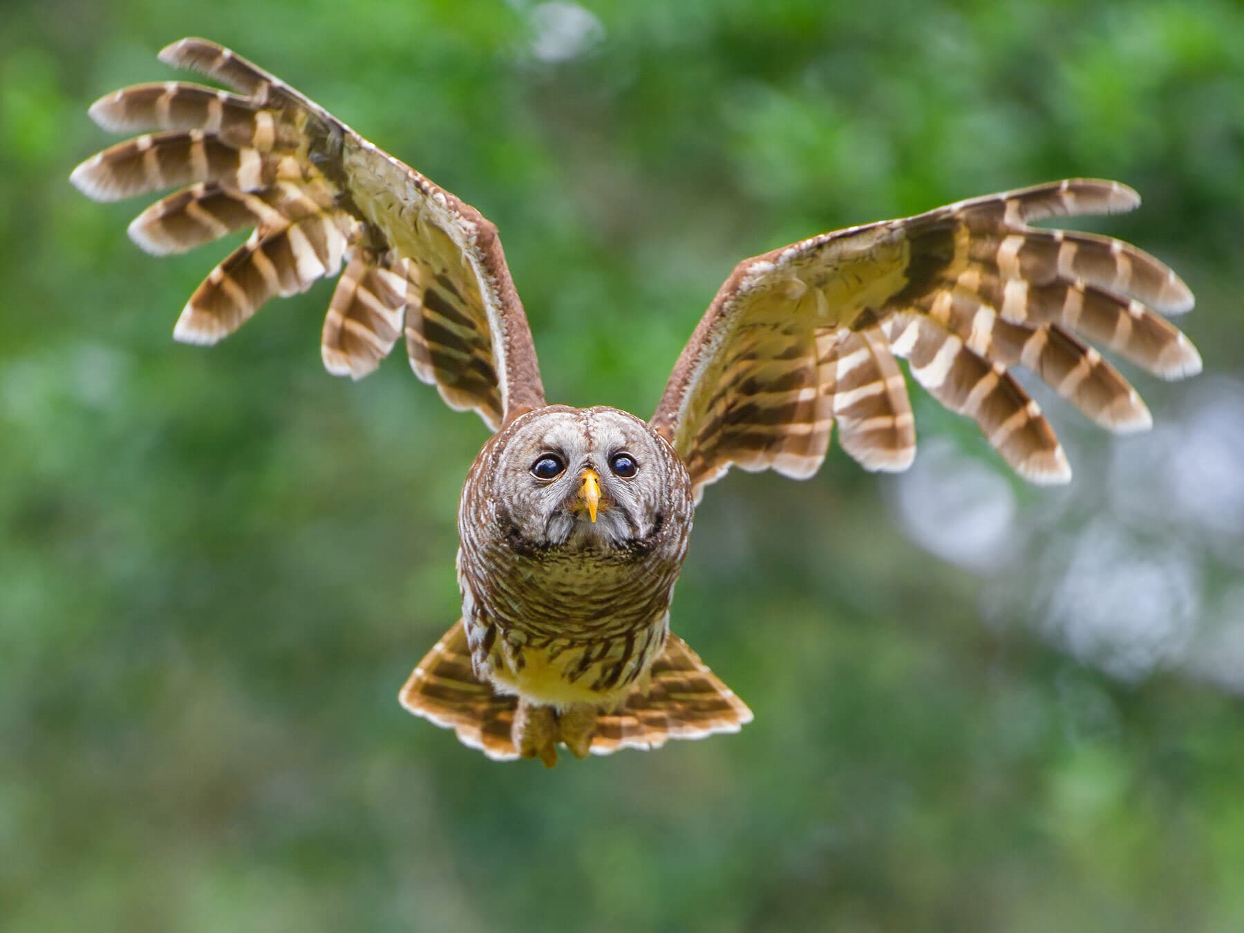 Barred owl in flight