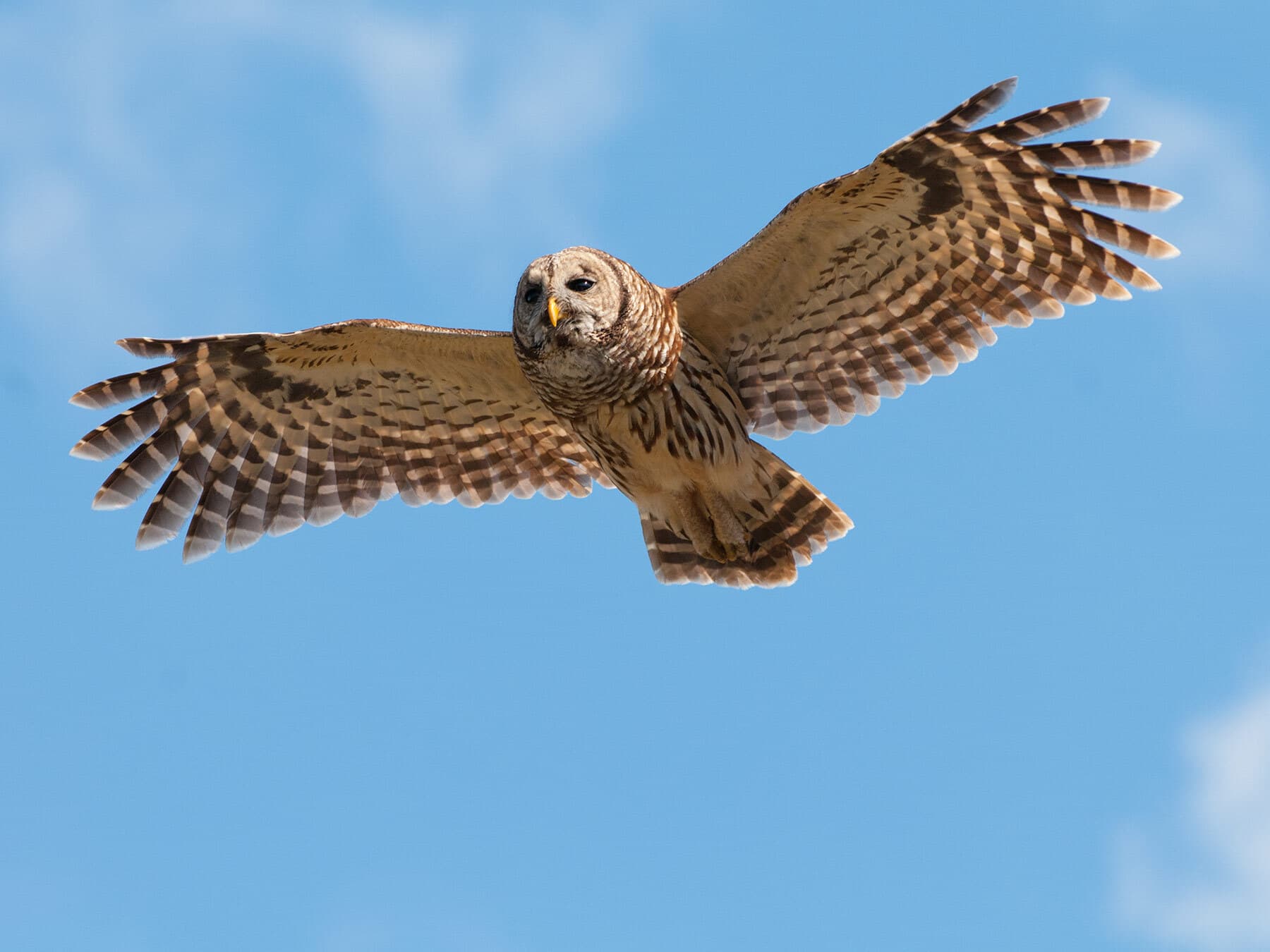 Barred owl in flight