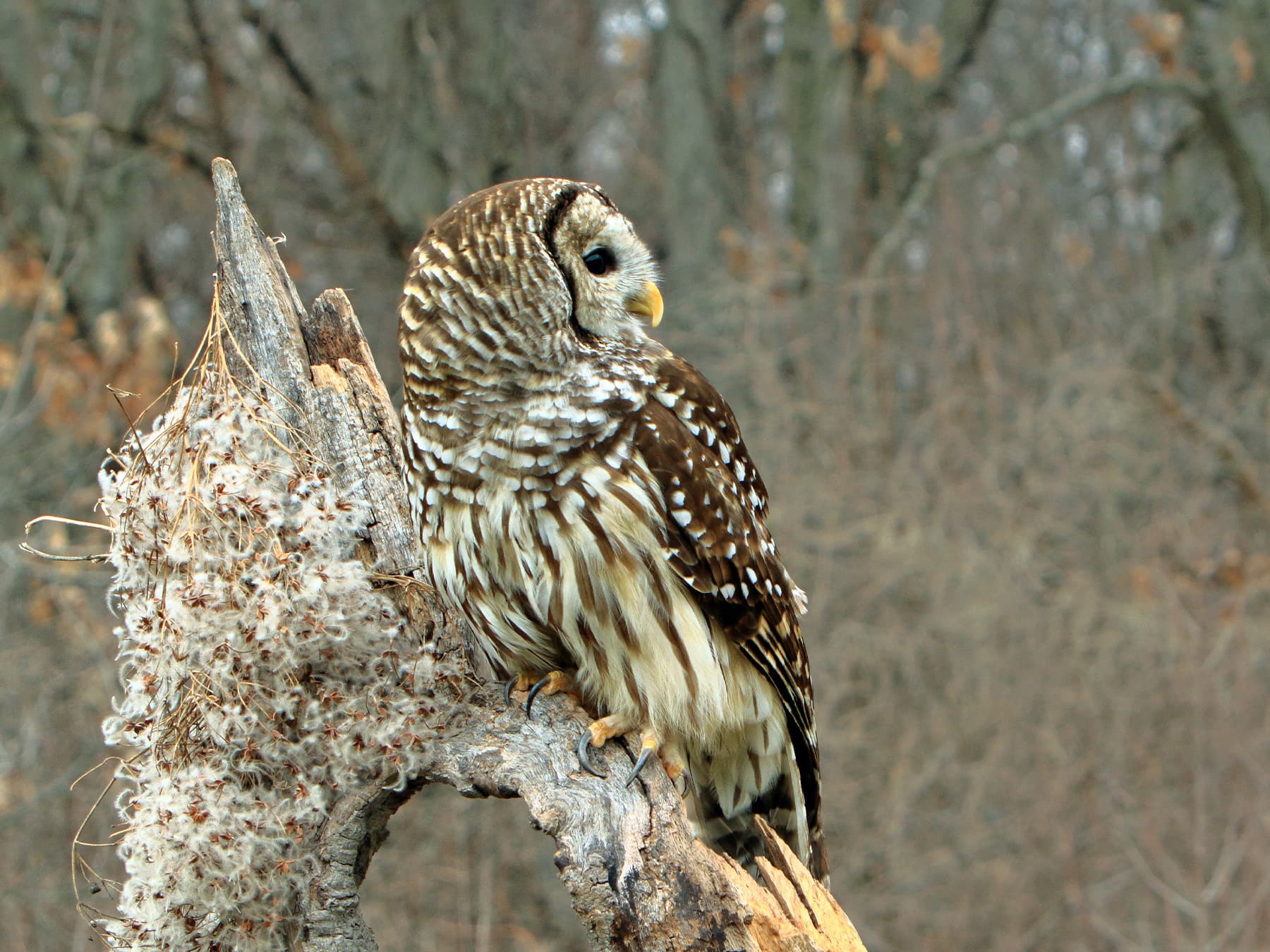 Barred Owl perching on a tree trunk in woodlands