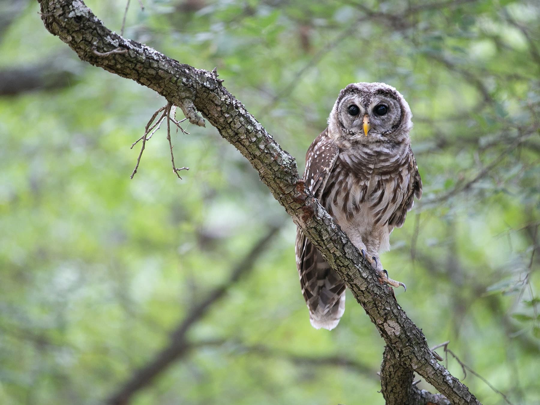 Barred owl juvenile