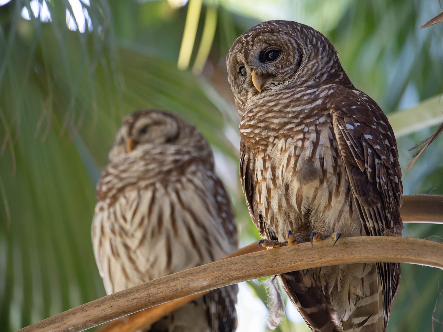 Barred owl pair