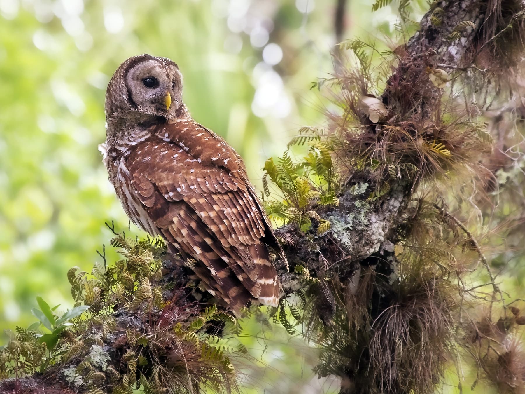 Barred Owl perched on a branch