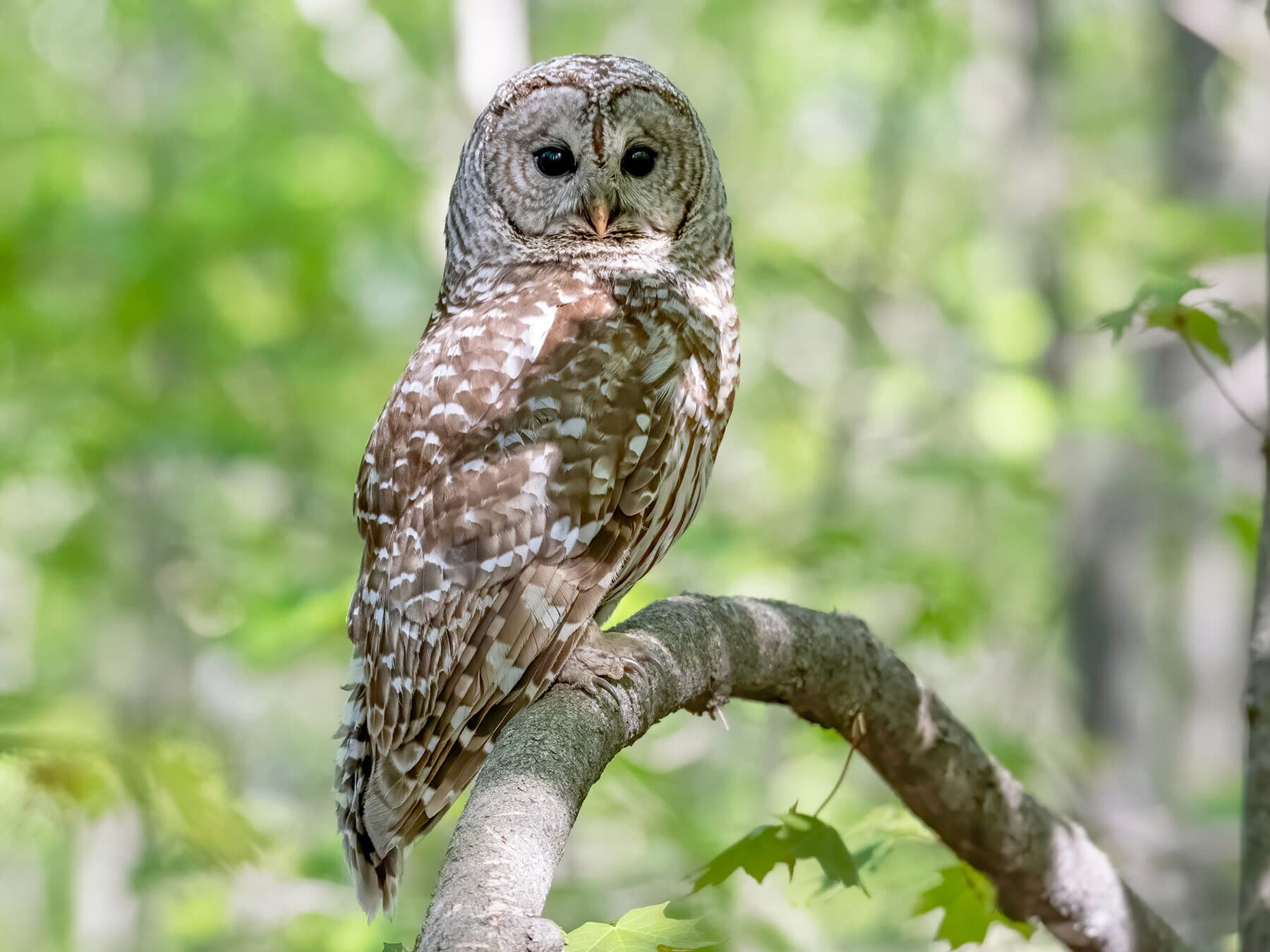 Barred owl perched