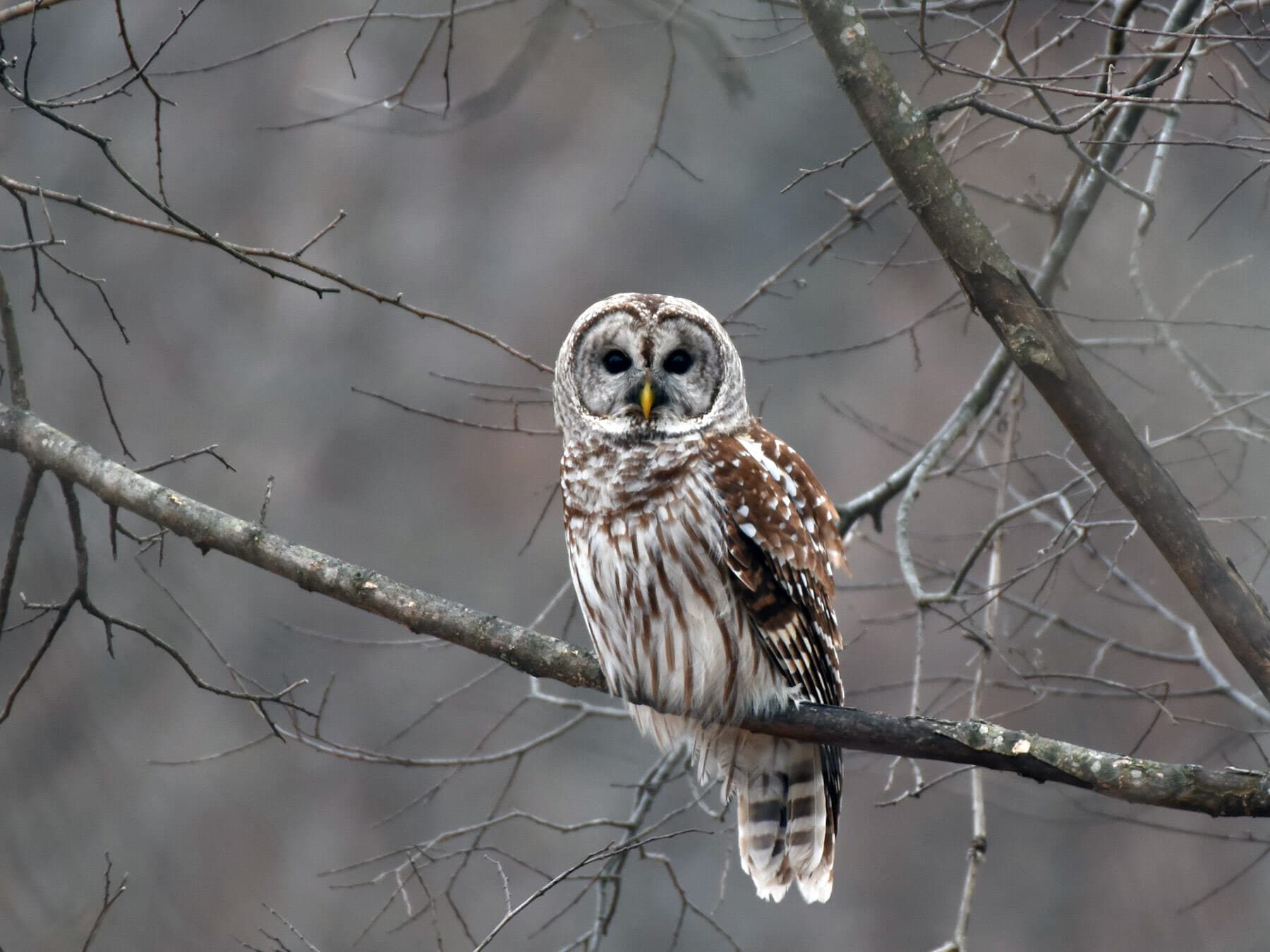 Barred owl perched