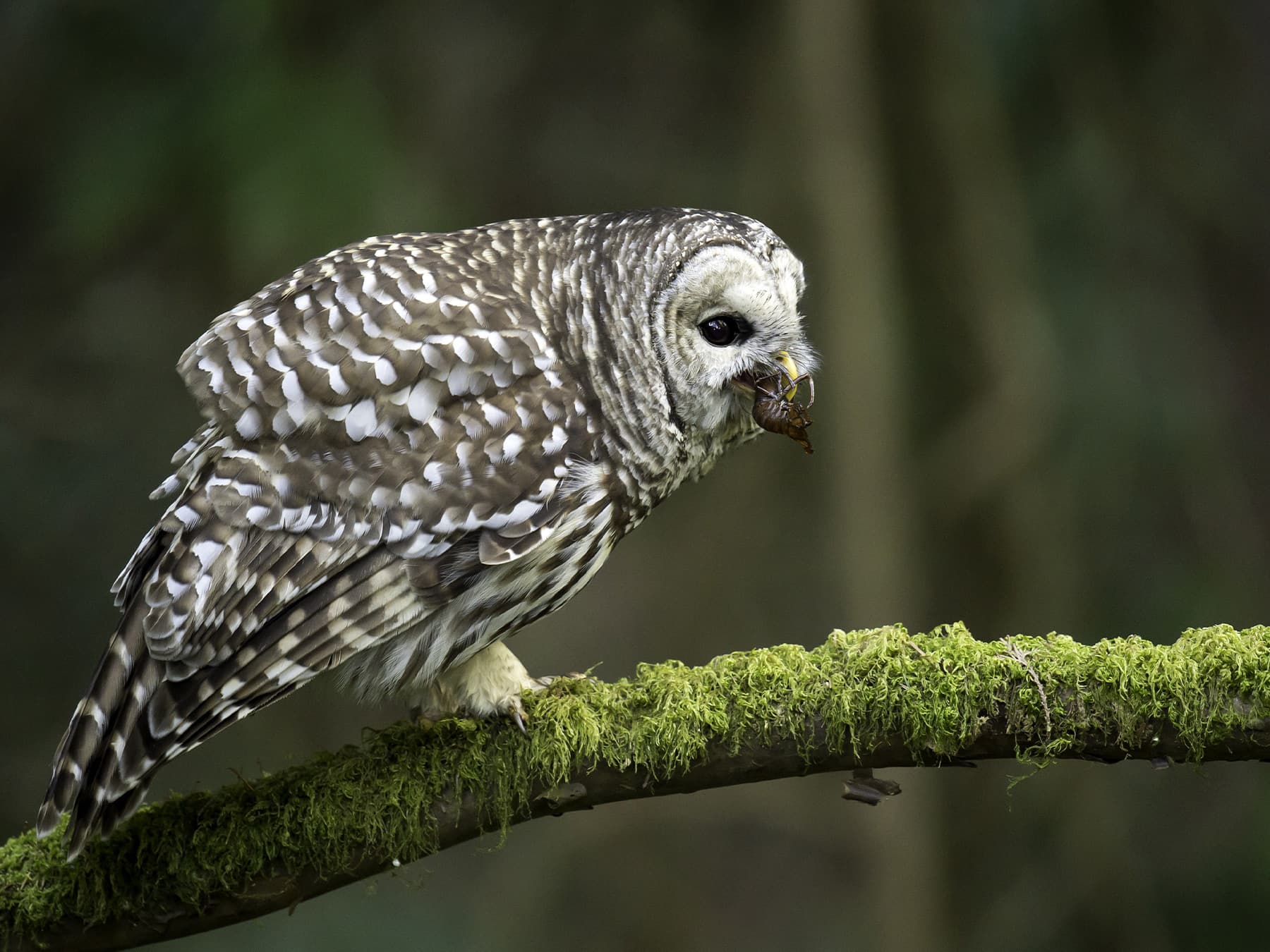 Barred Owl preparing to take-off to take prey back to its nest for its young