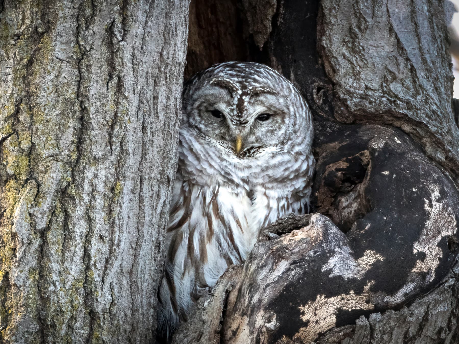 Barred Owl roosting in a tree cavity