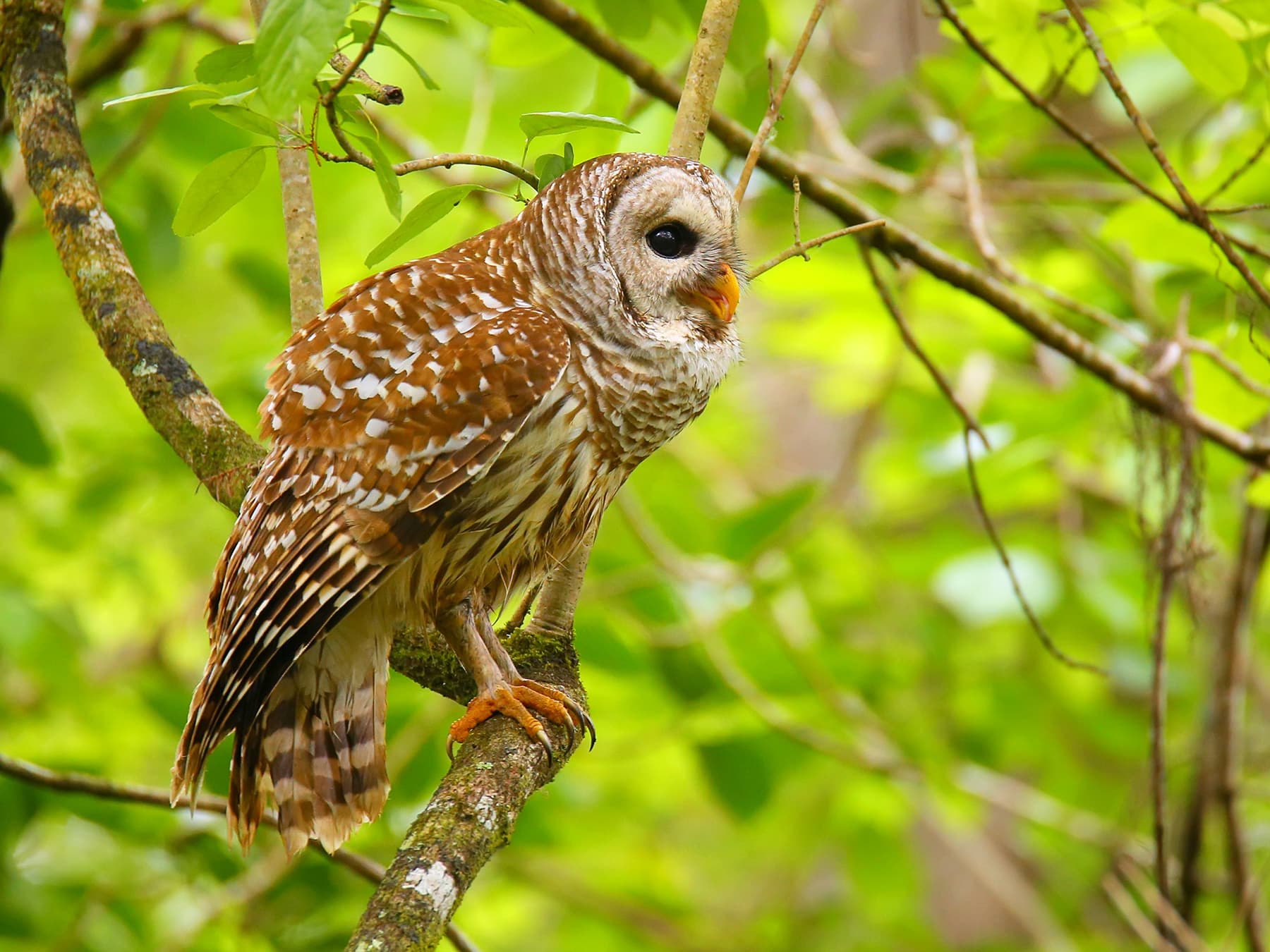 Barred Owl sitting in the forest