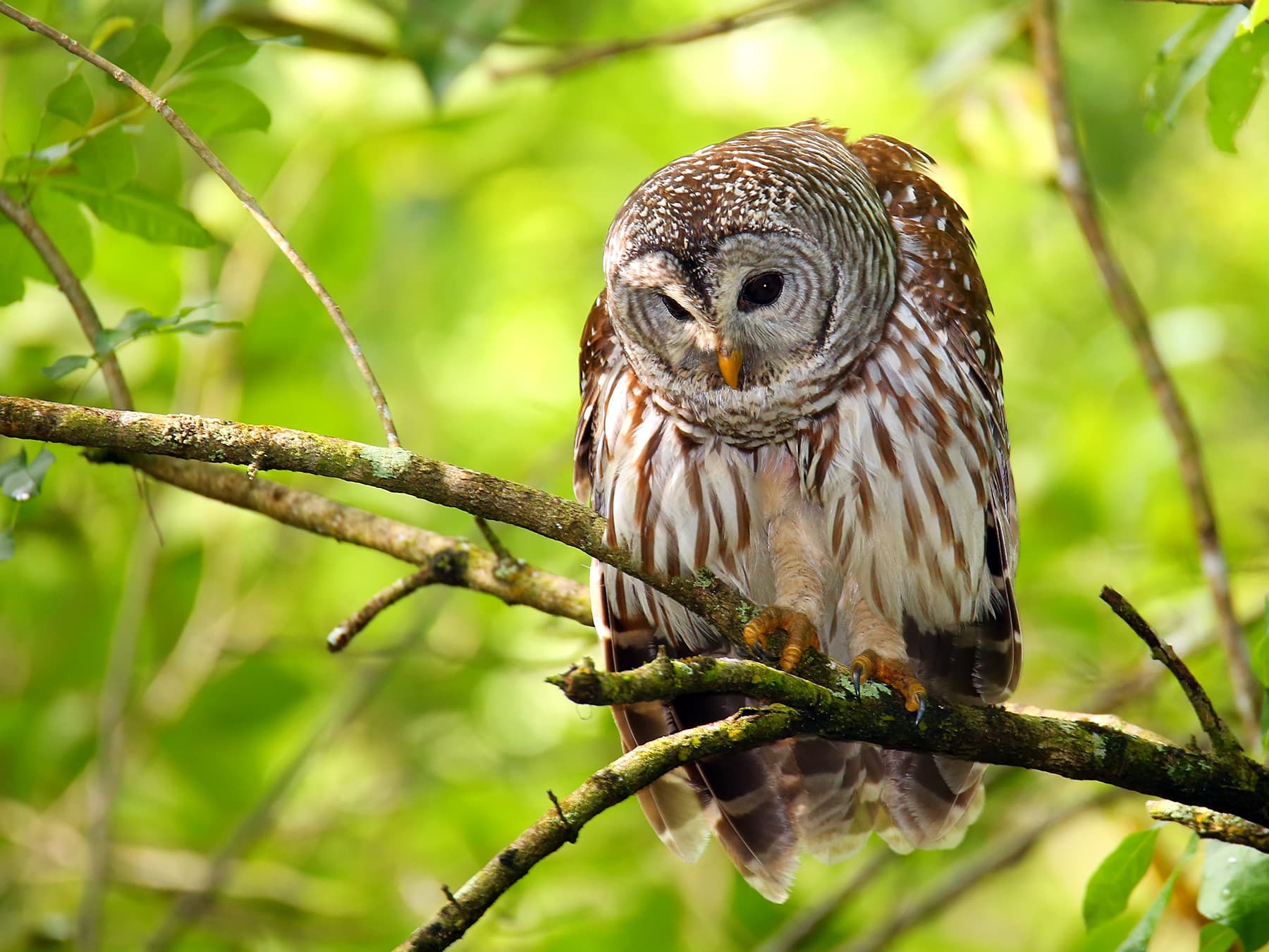 Barred Owl perching in a tree