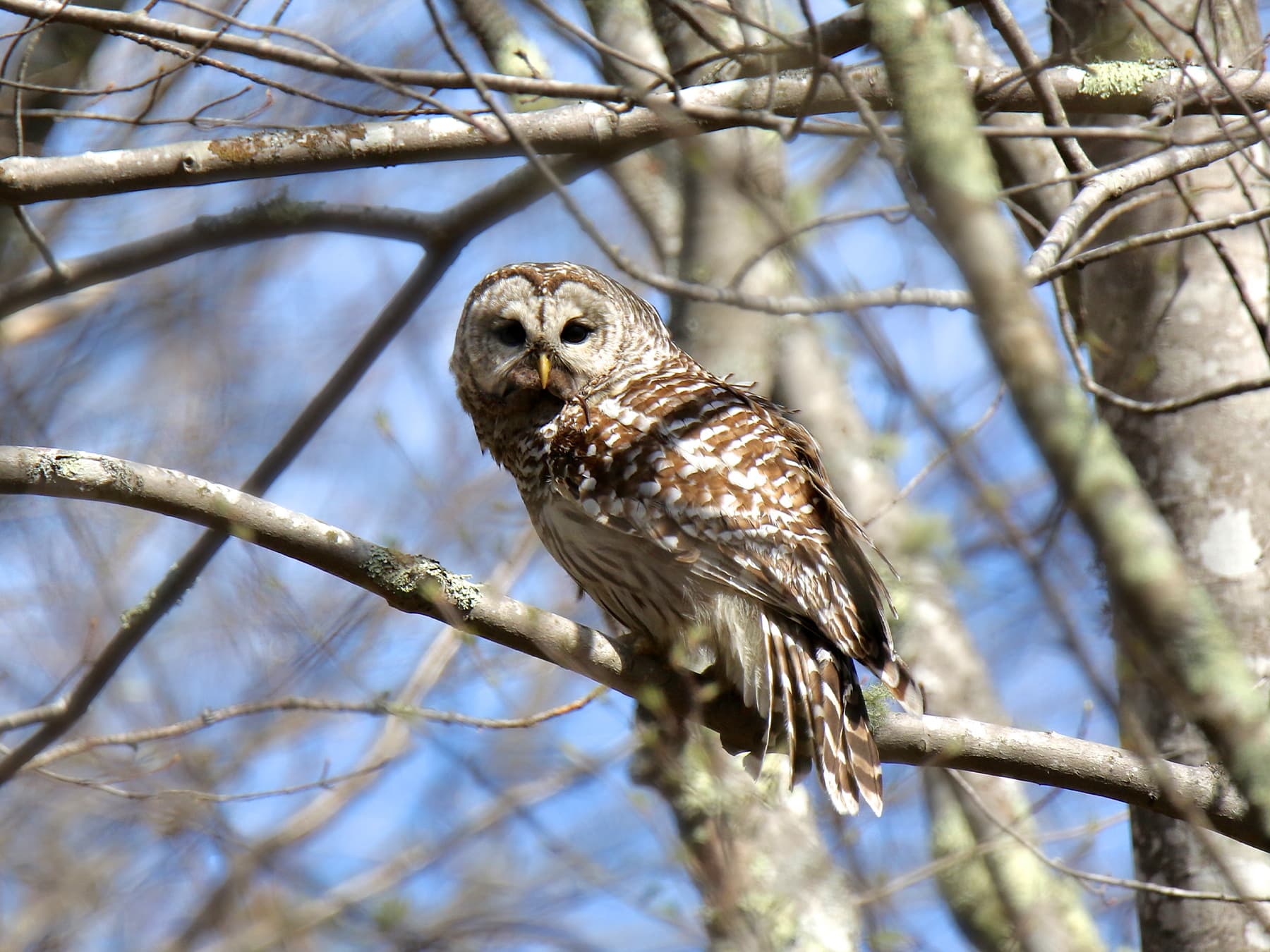 Barred Owl with prey in its beak