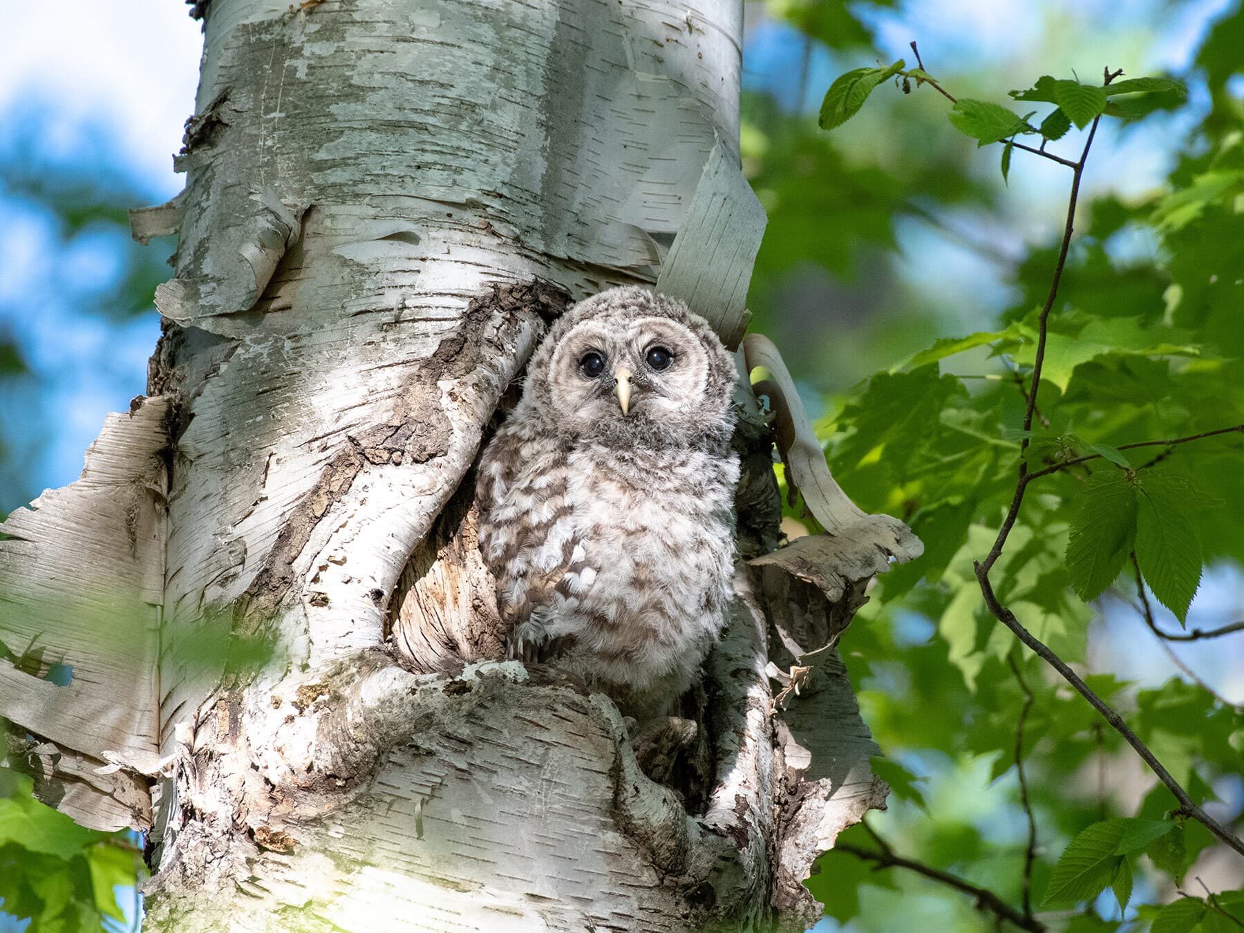 Barred owlet leaving nest