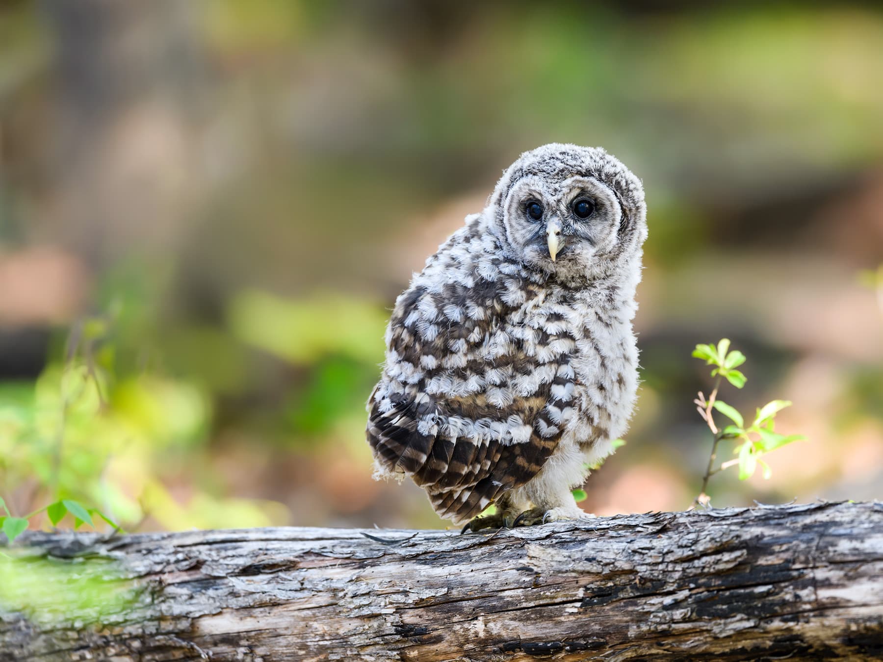 Juvenile Barred Owl