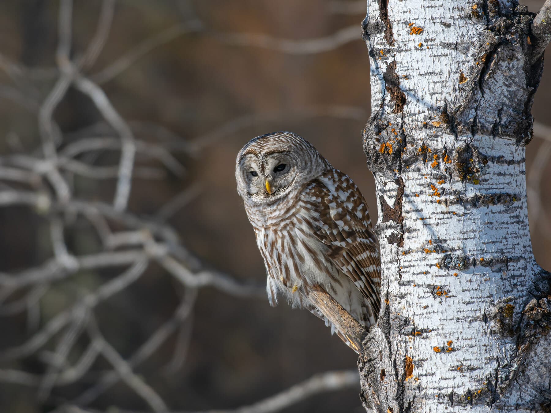 Barred owls