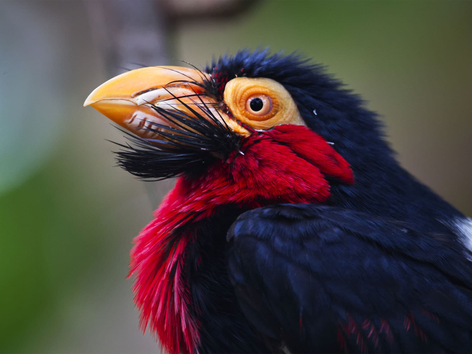 Portrait of a Beaded Barbet